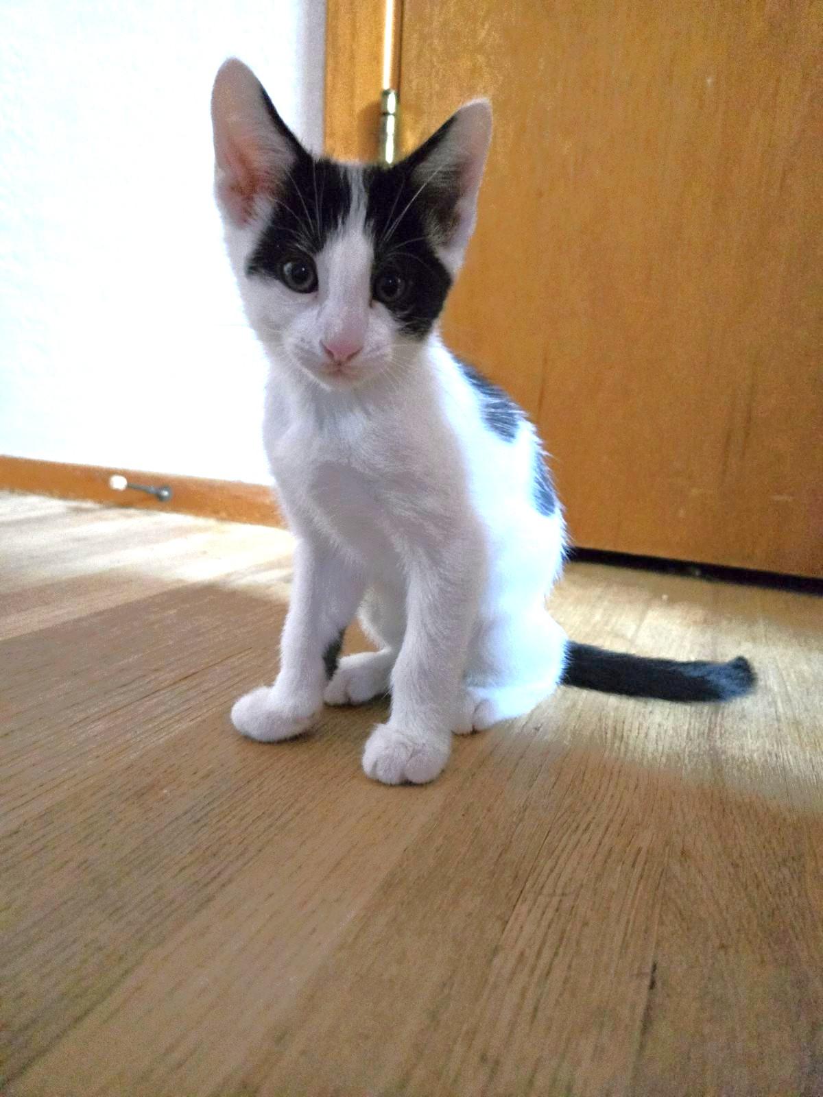 Enlarge Gustave, an adopted mixed breed in Albuquerque, NM image 2/5