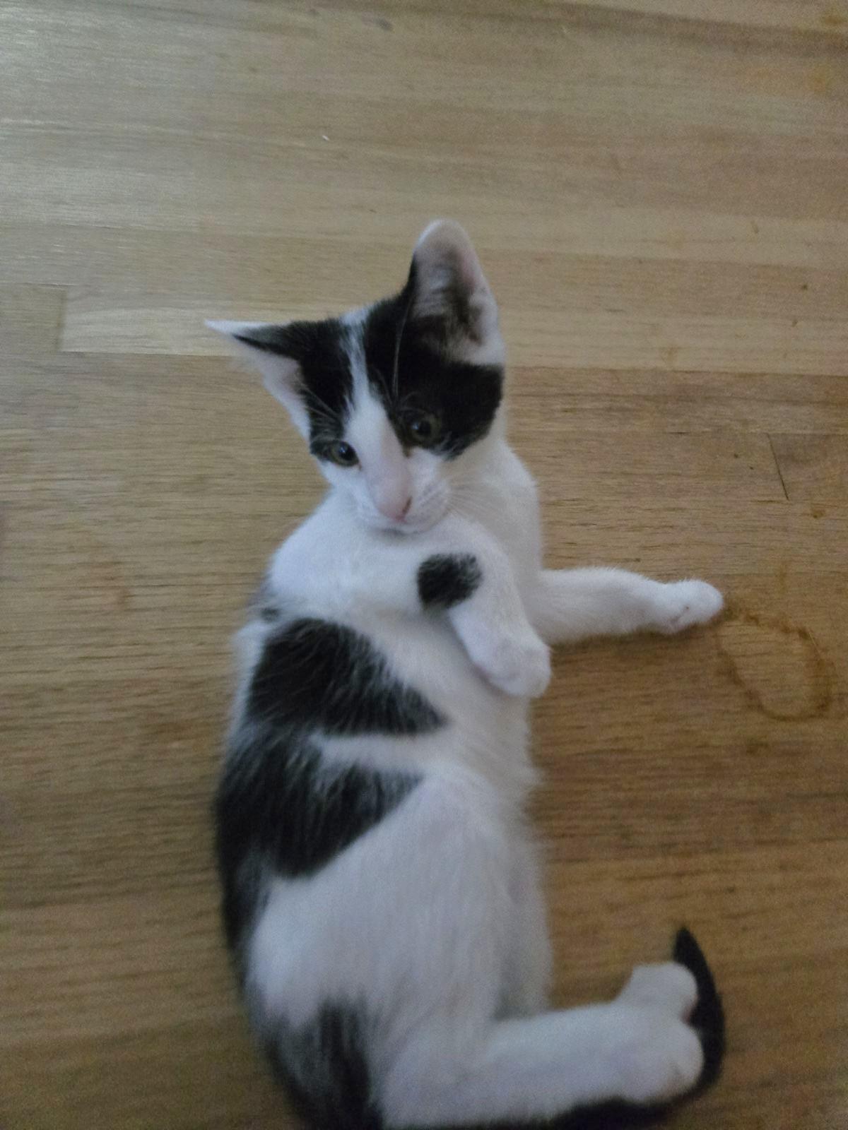 Enlarge Gustave, an adopted mixed breed in Albuquerque, NM image 3/5
