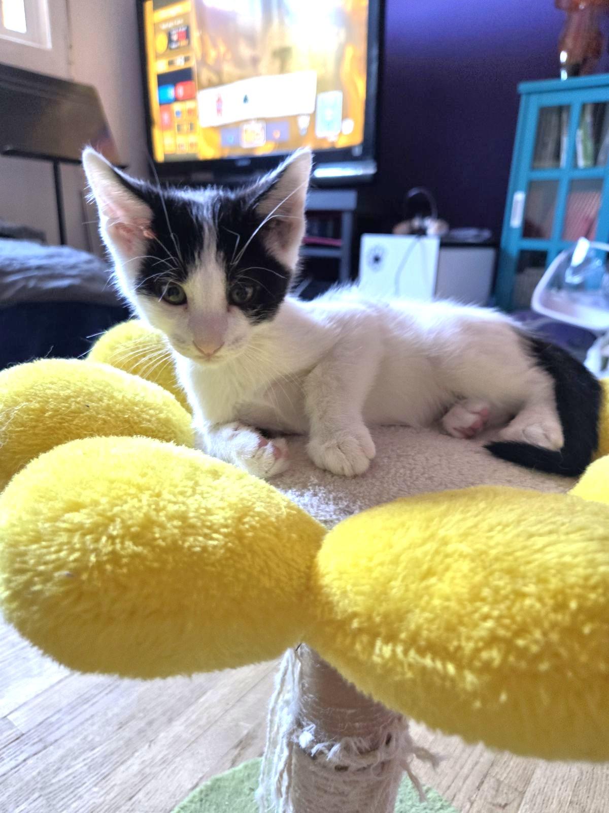 Gustave, adopted, Kitten Male Domestic Short Hair.