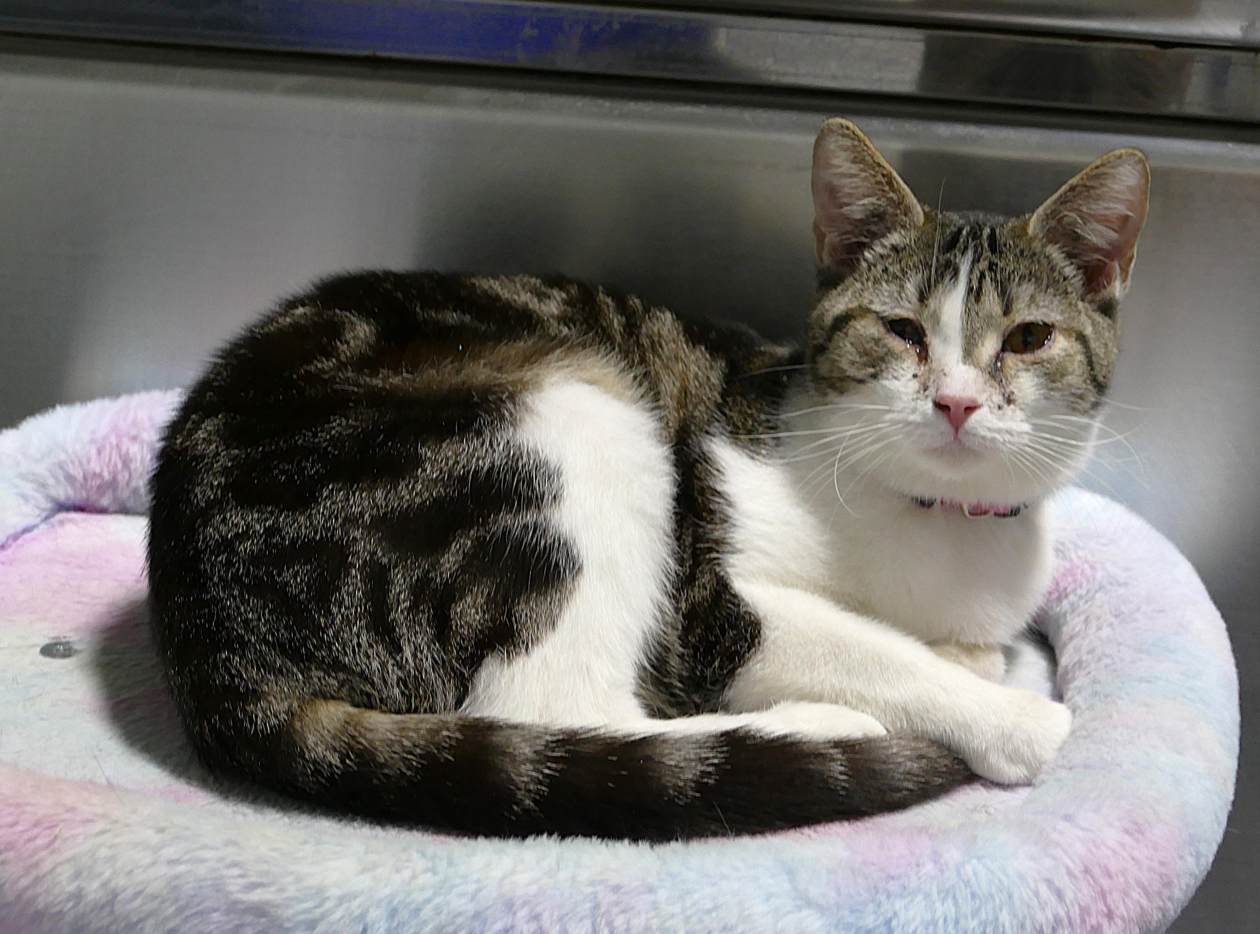 Enlarge SONYA, a ADOPTABLE mixed breed in Beechbottom, WV image 1/2