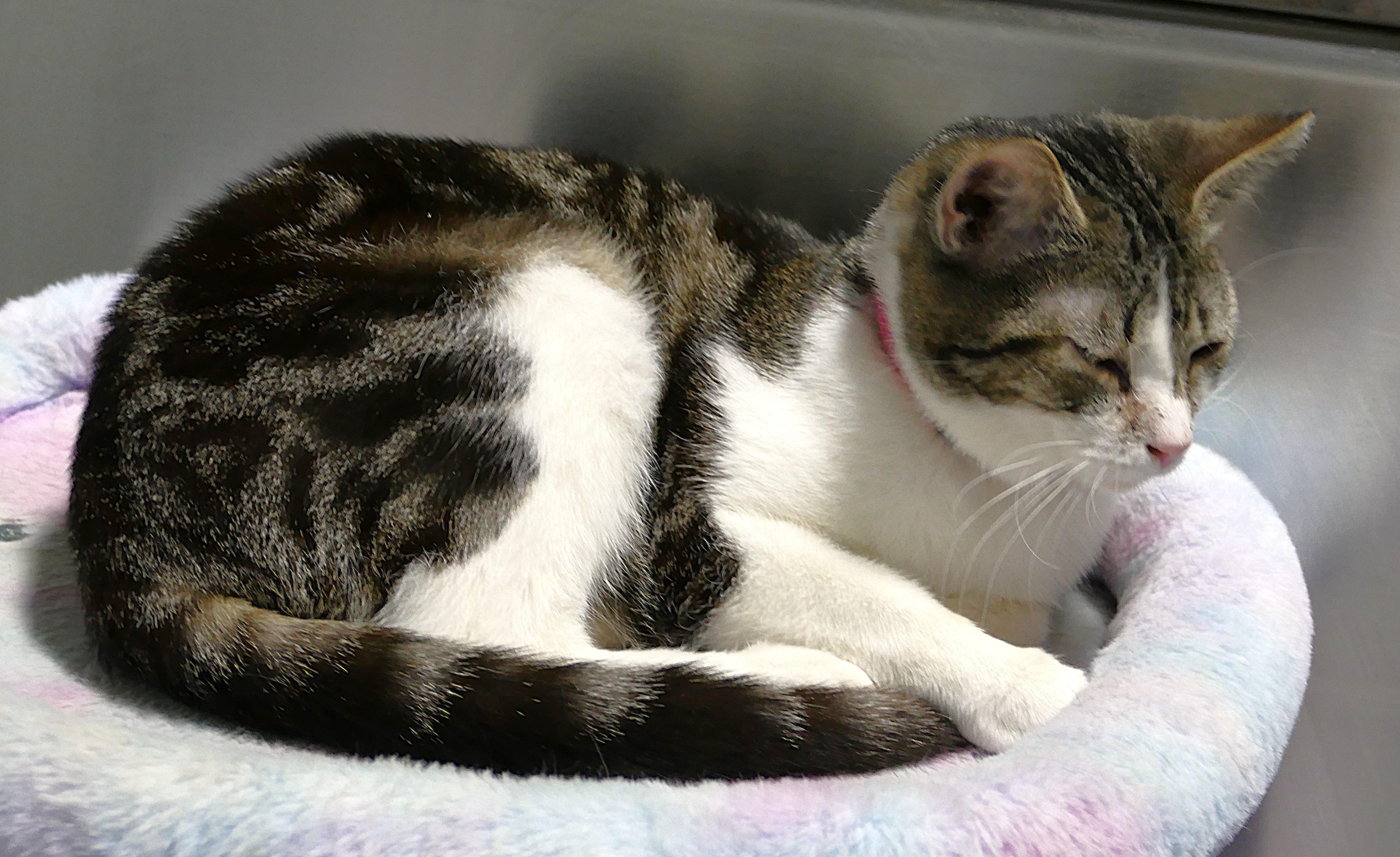 Enlarge SONYA, a ADOPTABLE mixed breed in Beechbottom, WV image 2/2