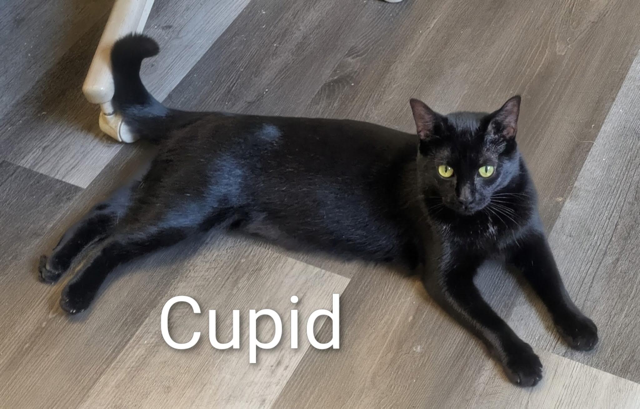 Enlarge Cupid, a Adoptable Domestic Short Hair in Mears, MI image 3/3