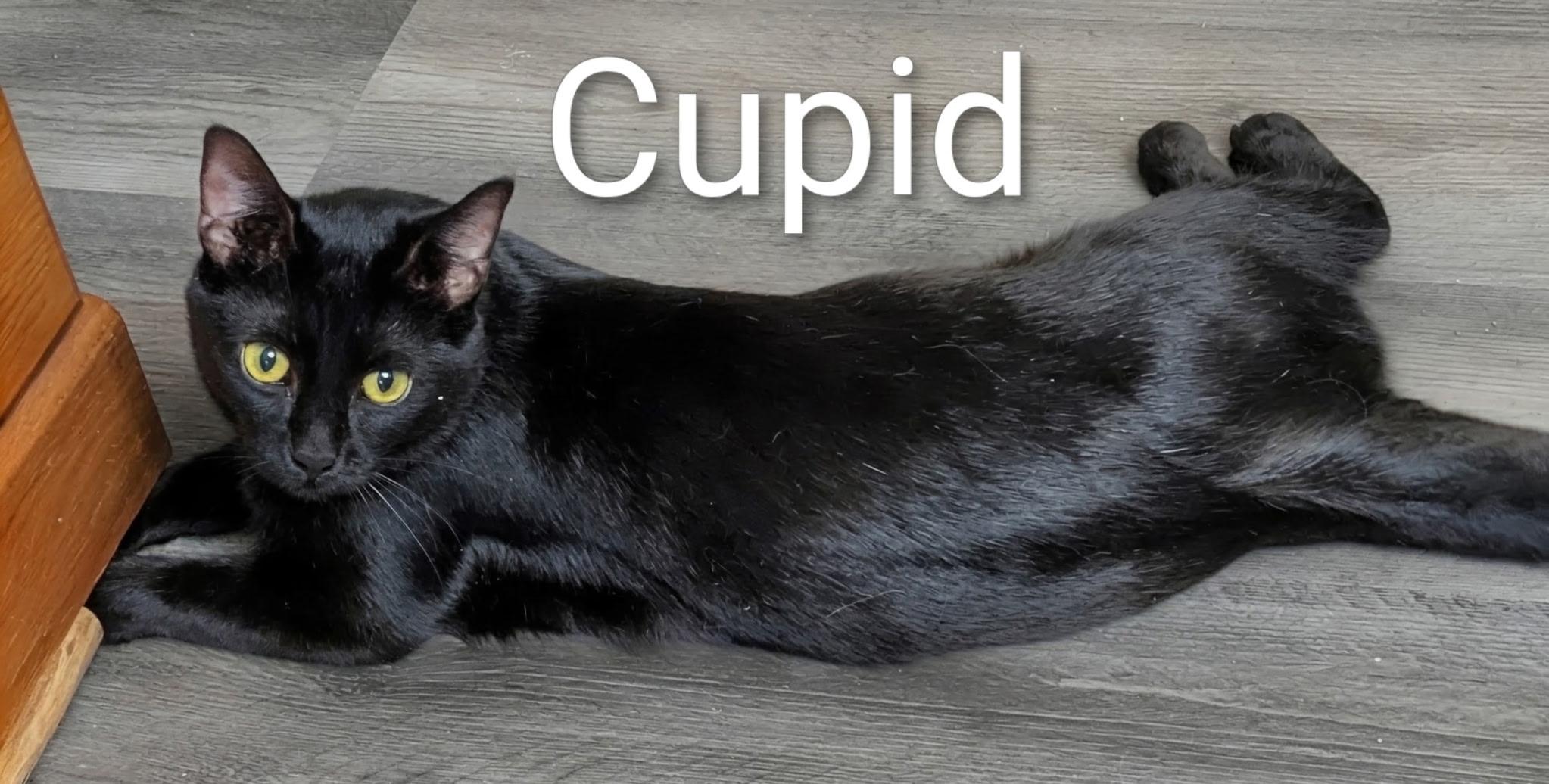 Enlarge Cupid, a Adoptable Domestic Short Hair in Mears, MI image 2/3