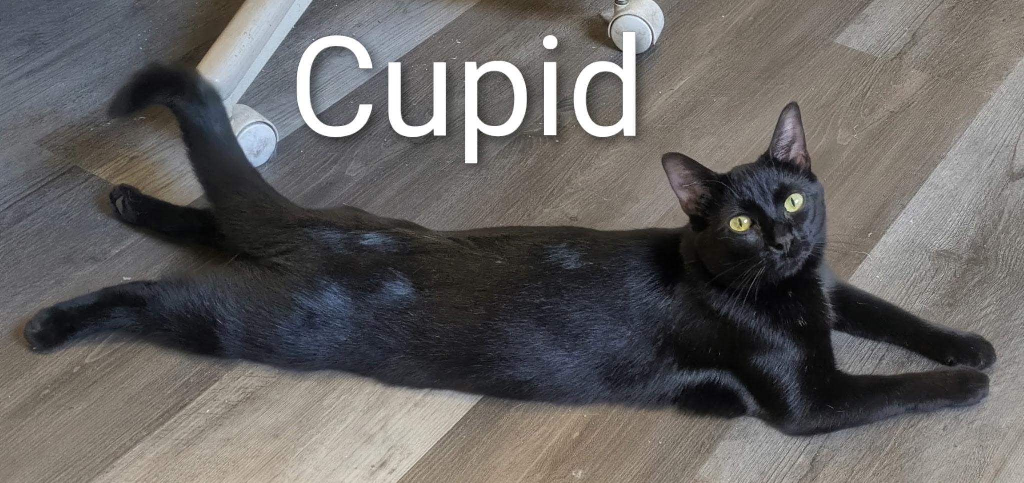 Cupid, Adoptable, Young Female Domestic Short Hair.