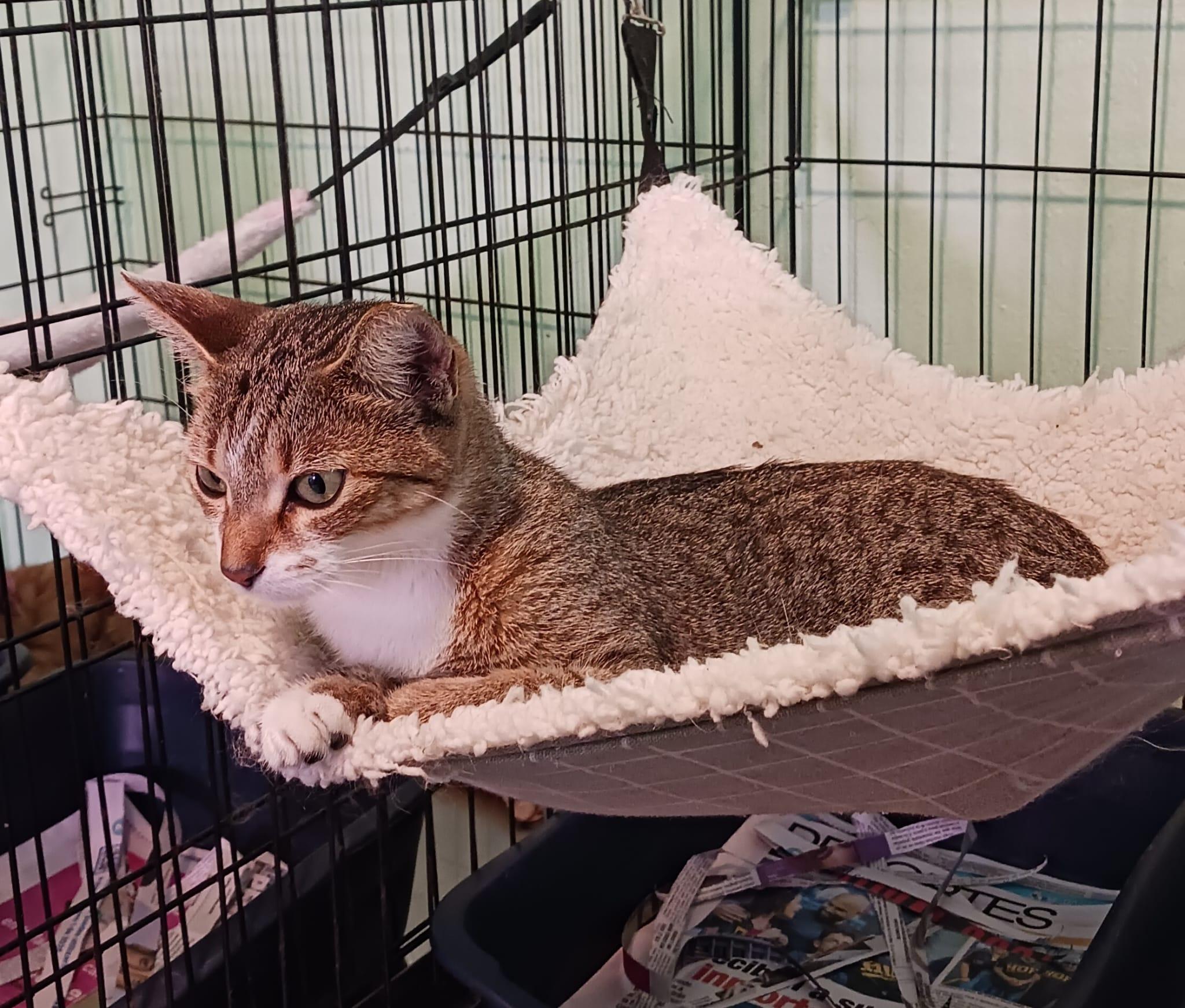 Enlarge Sarm, a Adoptable Domestic Short Hair in Boston, MA image 3/6