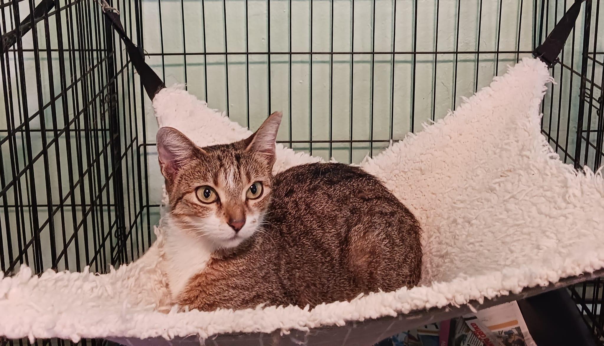 Enlarge Sarm, a Adoptable Domestic Short Hair in Boston, MA image 6/6