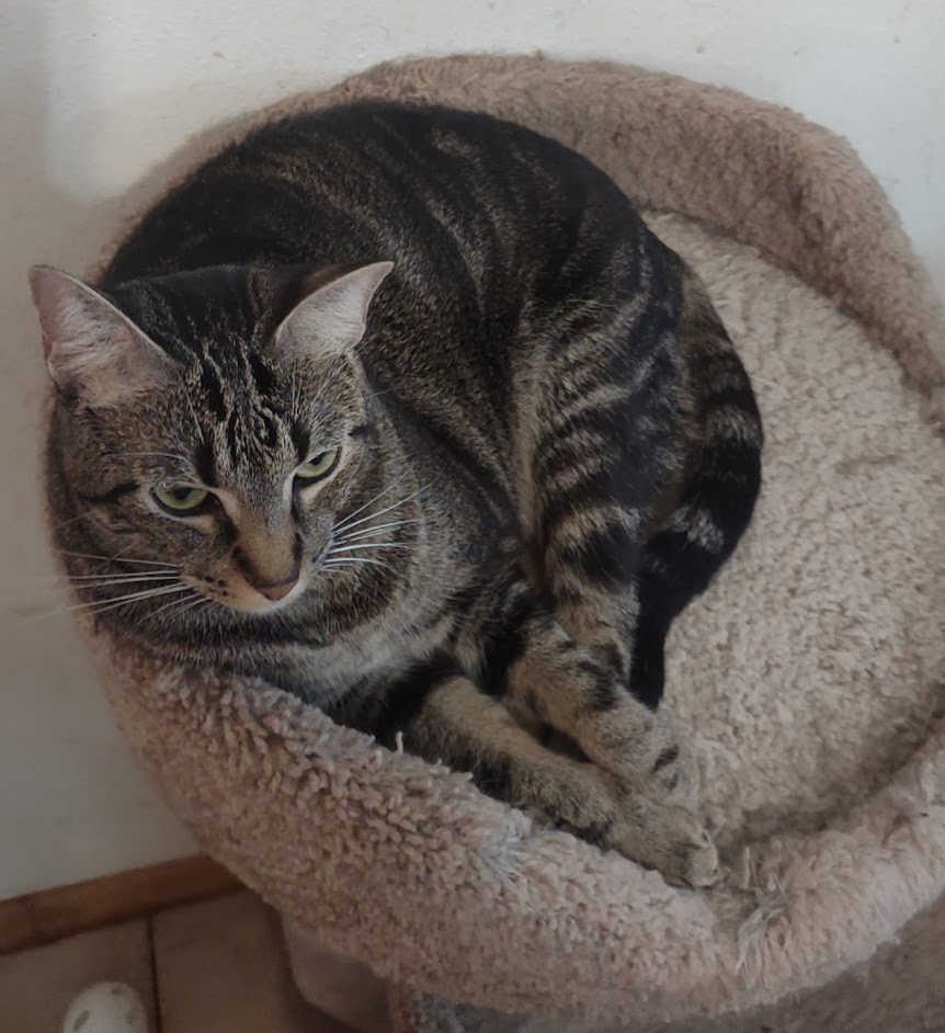 Pixie, a Adoptable mixed breed in Simms, TX image 1/4