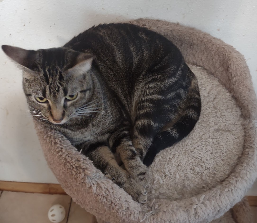 Pixie, a Adoptable mixed breed in Simms, TX image 2/4