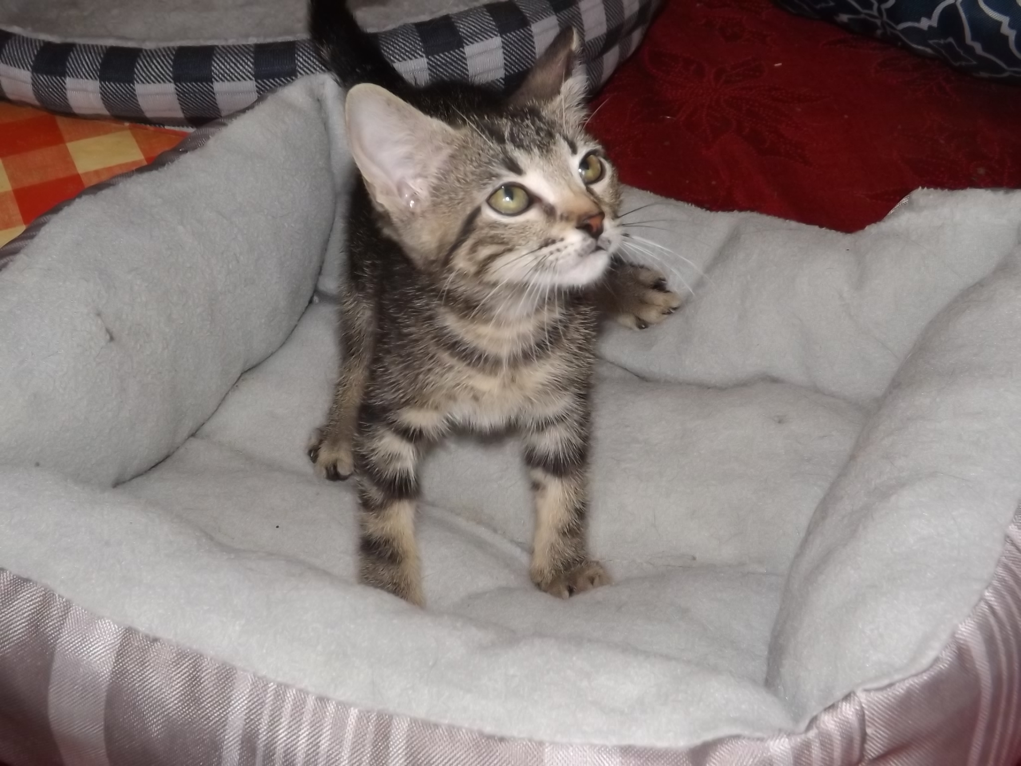 Pixie, a Adoptable mixed breed in Simms, TX image 3/4