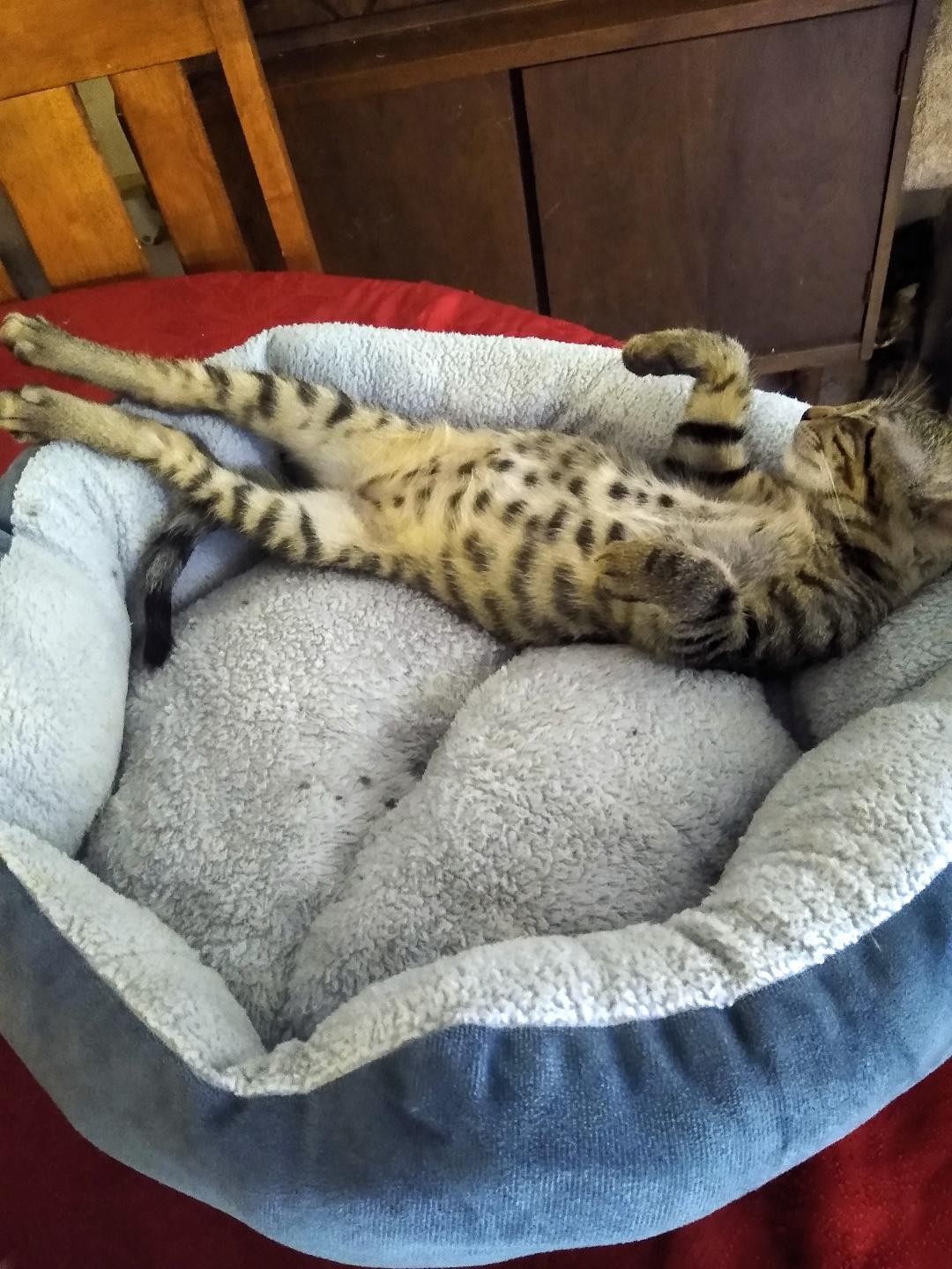 Pixie, a Adoptable mixed breed in Simms, TX image 4/4