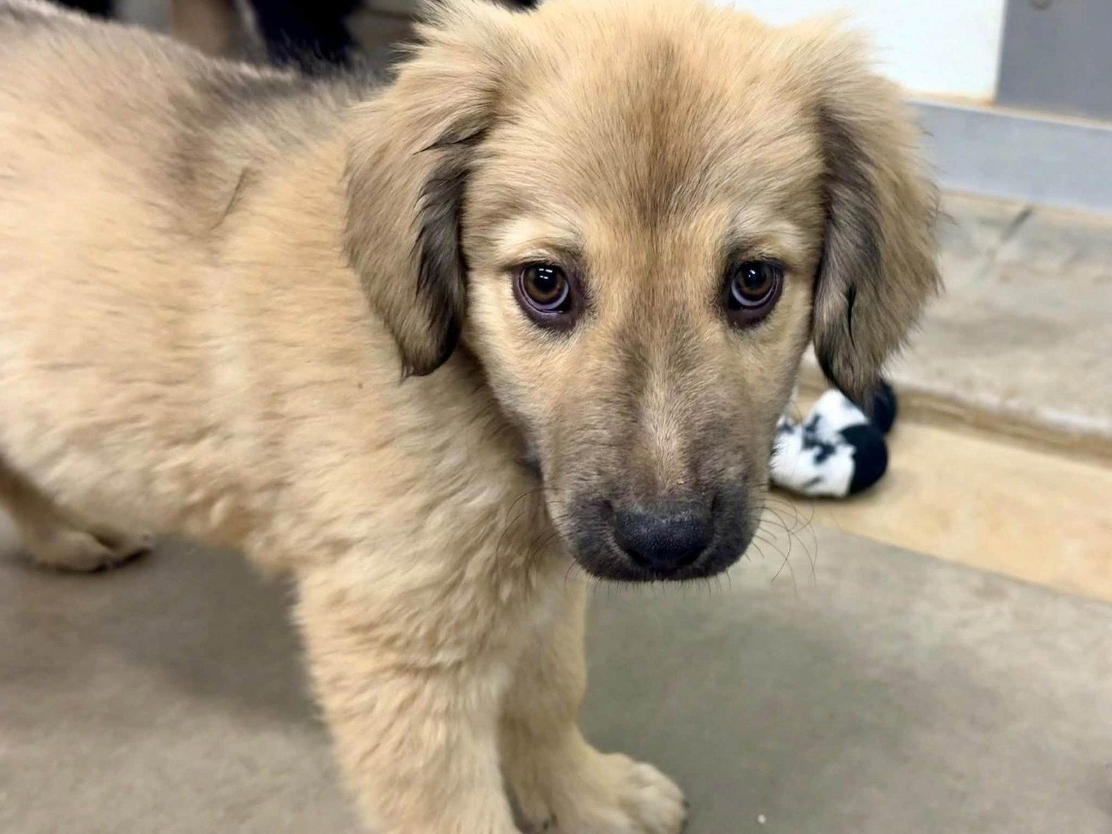 Waffle, Adoptable, Puppy Female Anatolian Shepherd & Golden Retriever.