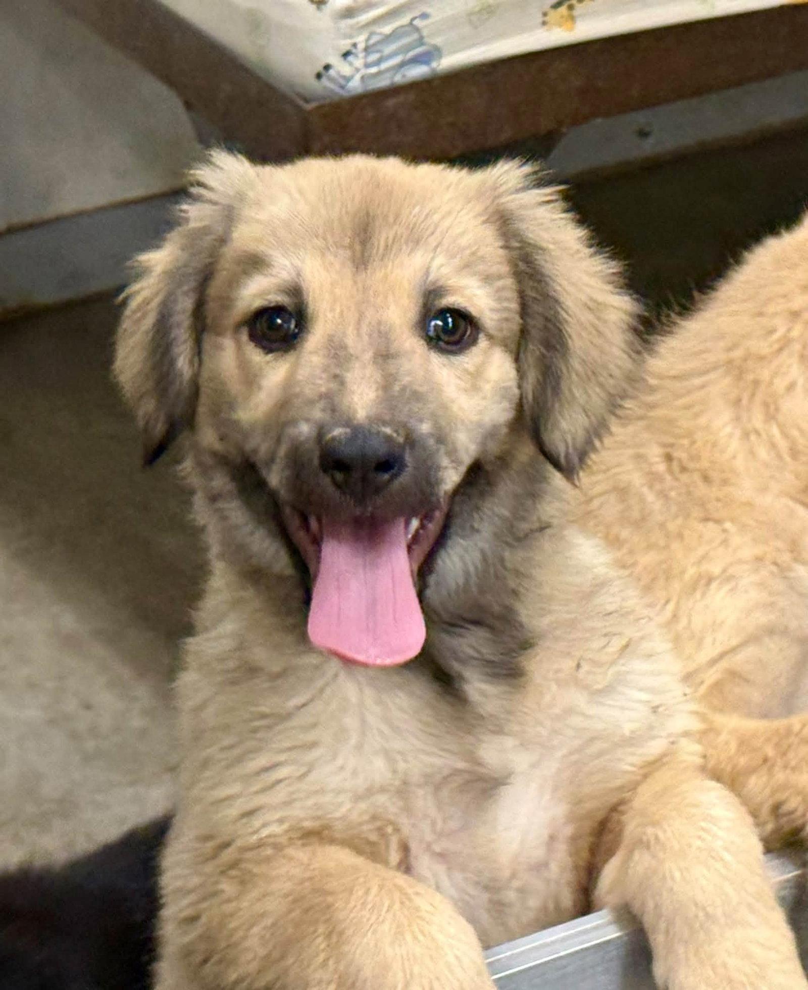 Enlarge Waffle, a Adoptable mixed breed in Phoenix, AZ image 2/3