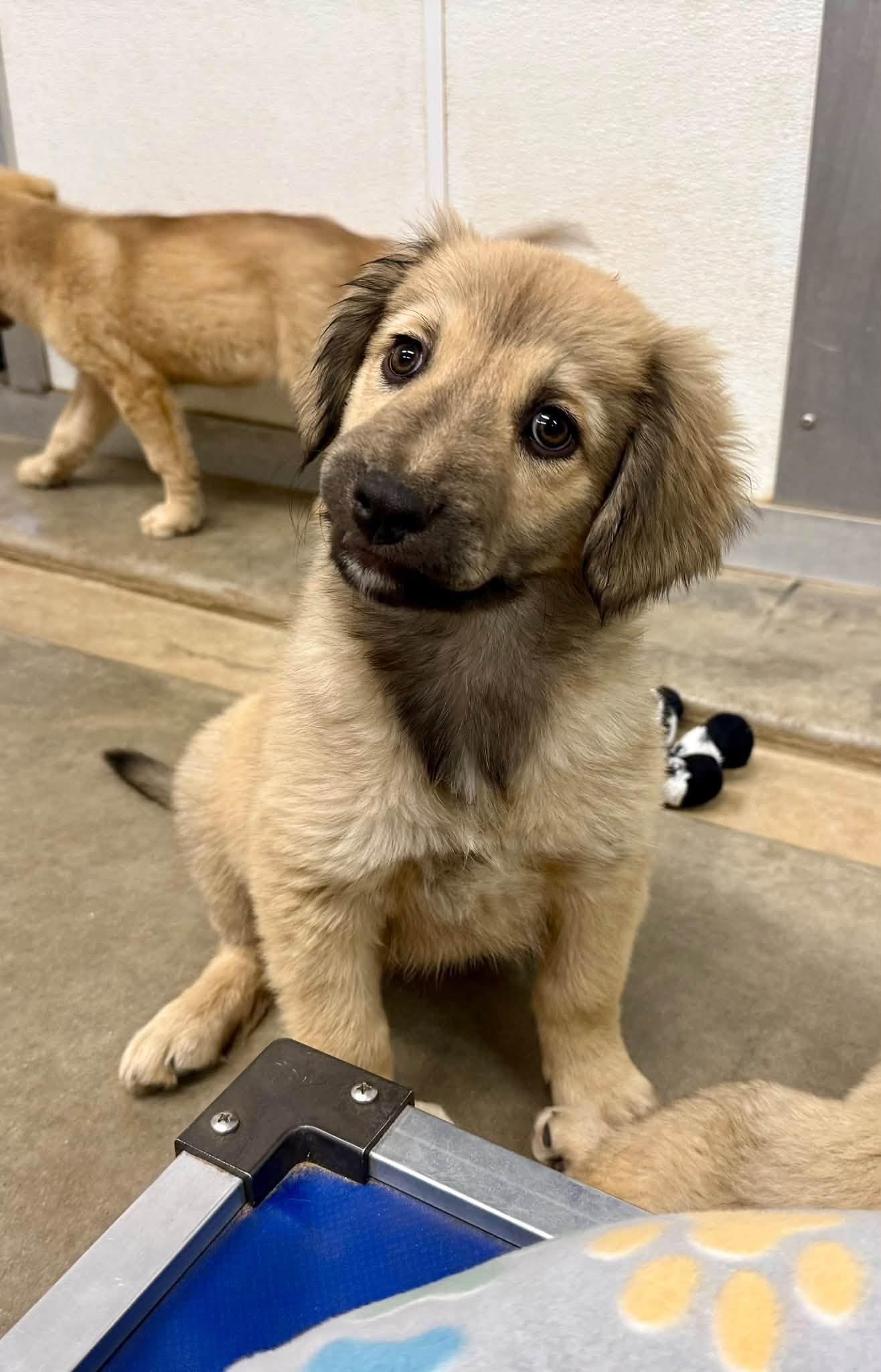 Enlarge Waffle, a Adoptable mixed breed in Phoenix, AZ image 3/3