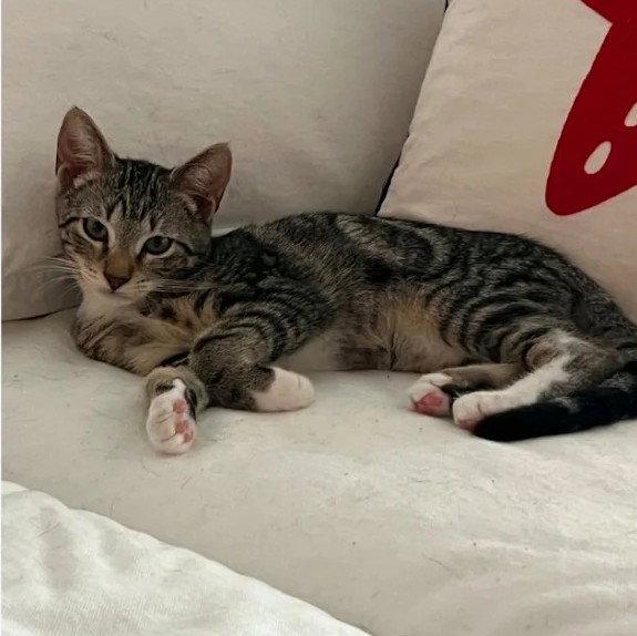 Dusty 5.1.26, Adoptable, Kitten Male Domestic Short Hair.