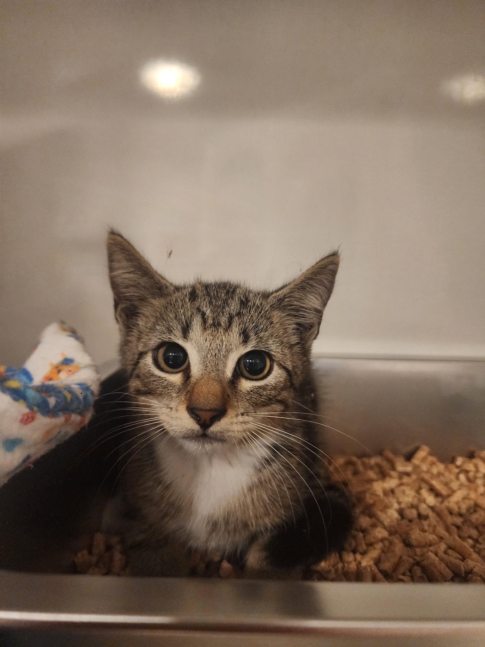 Dusty 5.1.26, a Adoptable Domestic Short Hair in Apopka, FL image 2/2
