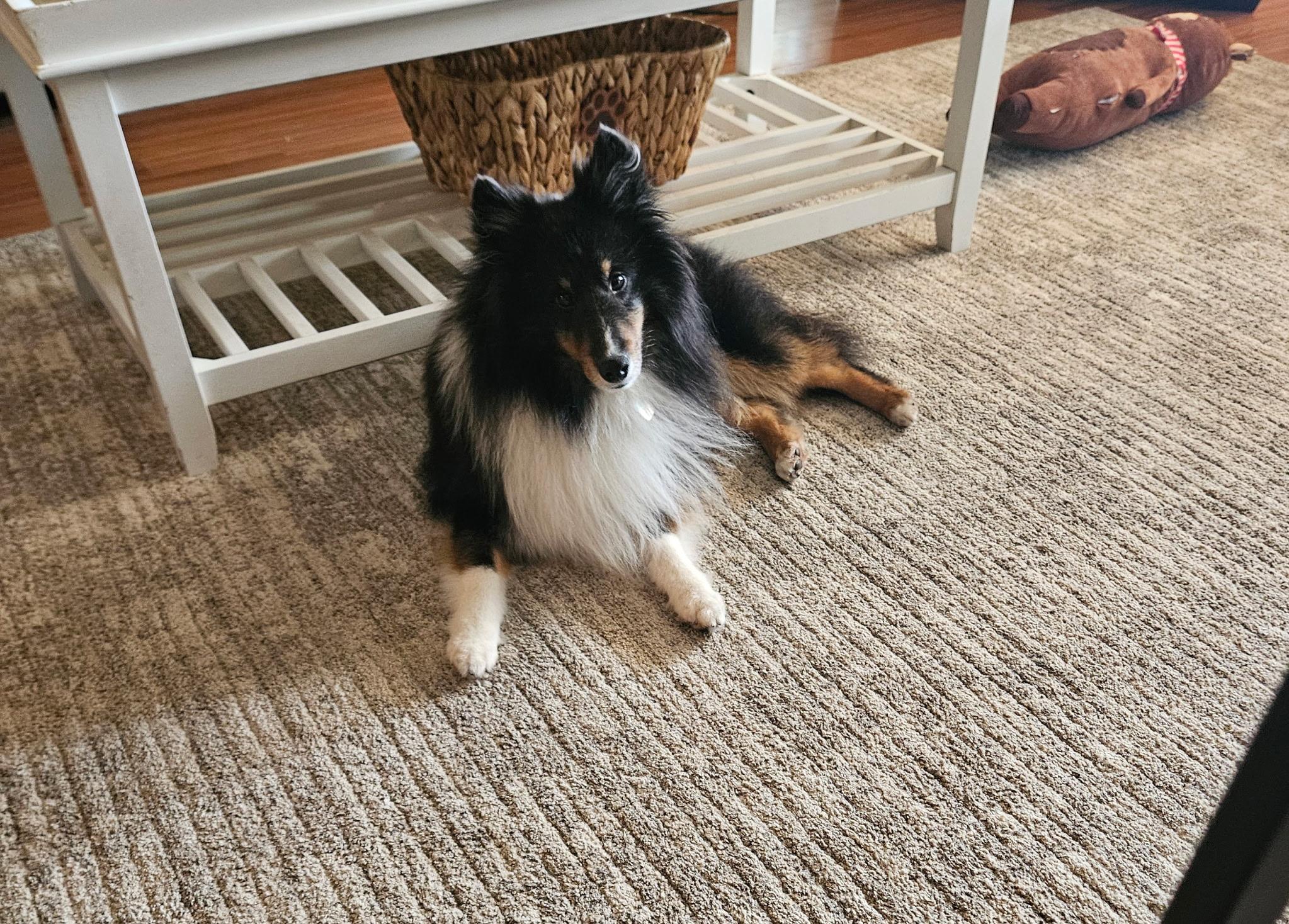 Enlarge Bartie, a ADOPTABLE Shetland Sheepdog / Sheltie in Palm Bay, FL image 1/2