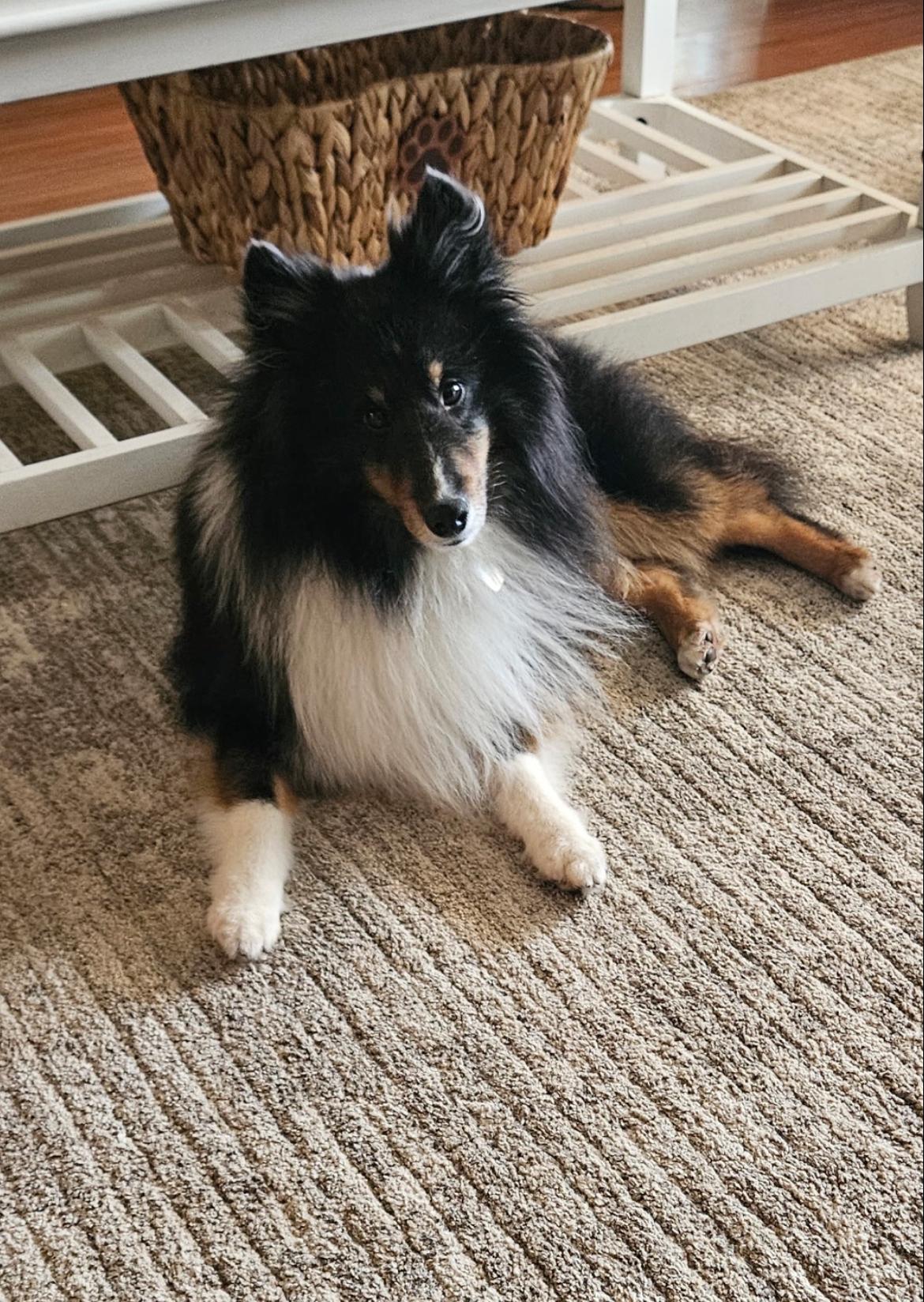 Enlarge Bartie, a ADOPTABLE Shetland Sheepdog / Sheltie in Palm Bay, FL image 2/2