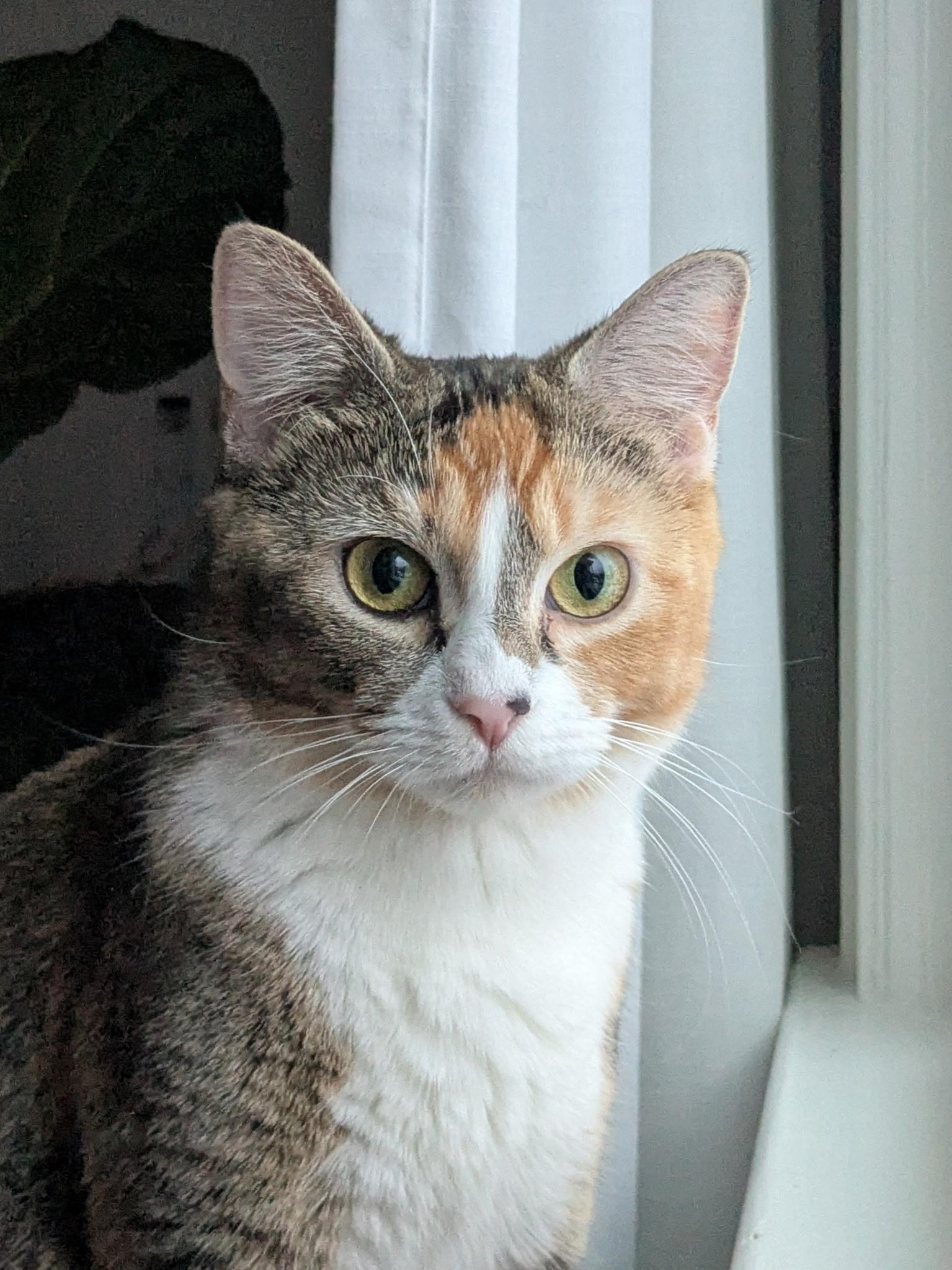 Enlarge Ginger, a ADOPTABLE Domestic Short Hair in Washington, DC image 1/3