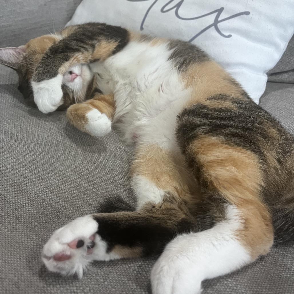 Enlarge Ginger, a ADOPTABLE Domestic Short Hair in Washington, DC image 5/6