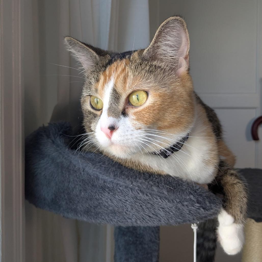 Enlarge Ginger, a ADOPTABLE Domestic Short Hair in Washington, DC image 6/6