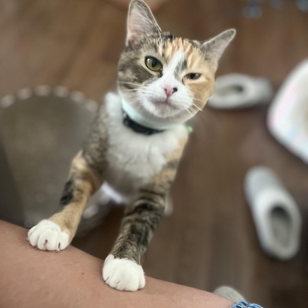 Enlarge Ginger, a ADOPTABLE Domestic Short Hair in Washington, DC image 4/6