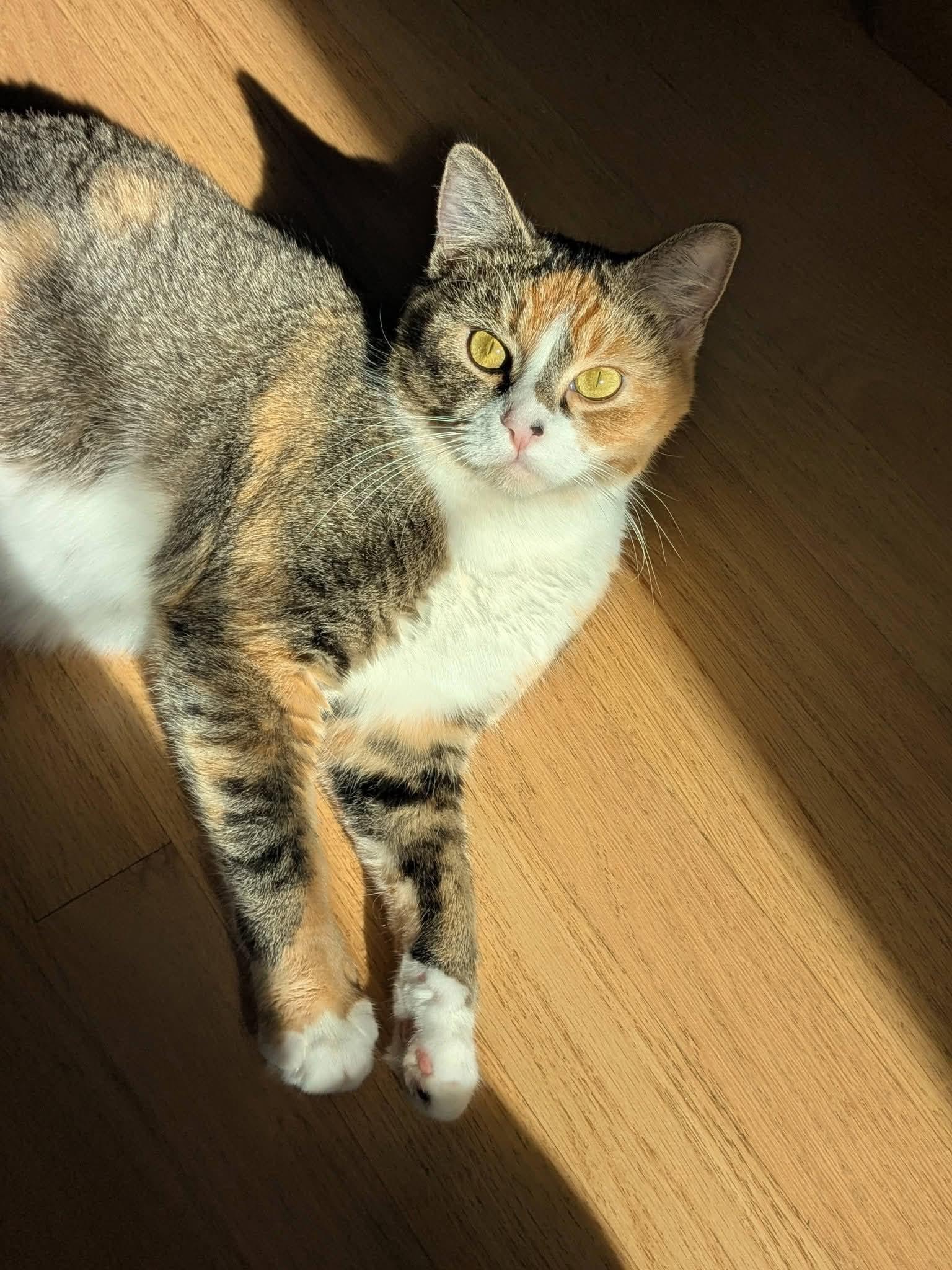 Enlarge Ginger, a ADOPTABLE Domestic Short Hair in Washington, DC image 3/3