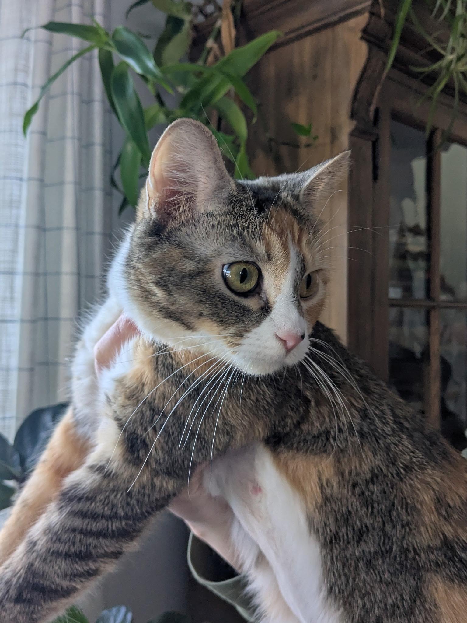 Enlarge Ginger, a ADOPTABLE Domestic Short Hair in Washington, DC image 2/3