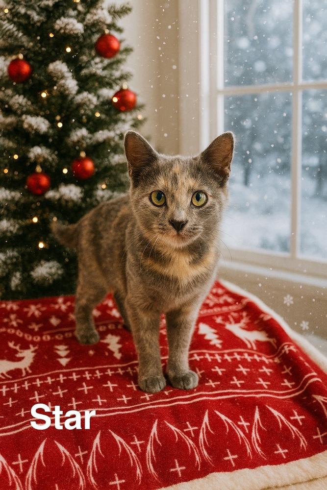 Enlarge Star, a Adoptable mixed breed in Bartlesville, OK image 1/4