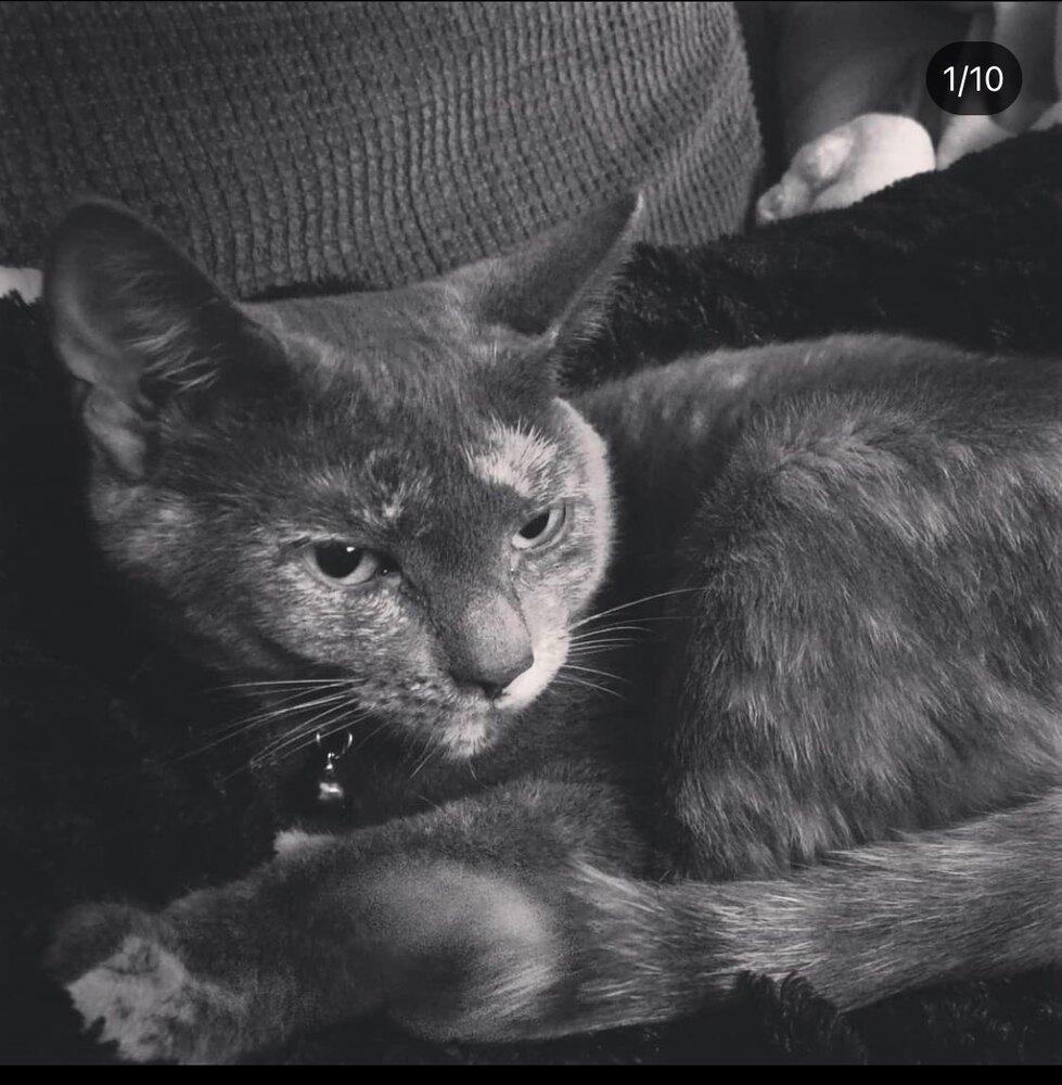 Enlarge Star, a Adoptable mixed breed in Bartlesville, OK image 2/4