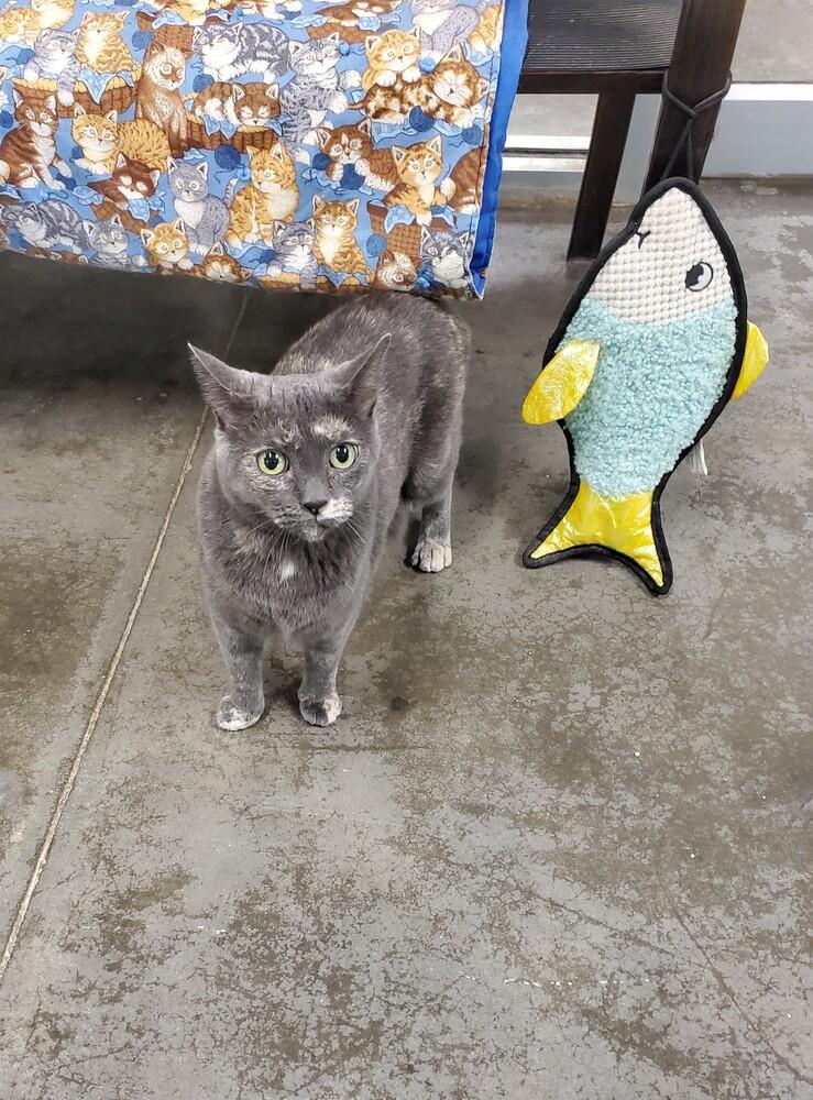 Enlarge Star, a Adoptable mixed breed in Bartlesville, OK image 3/4