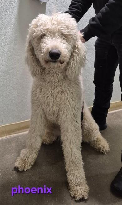 Phoenix, ADOPTABLE, Adult Male Standard Poodle.