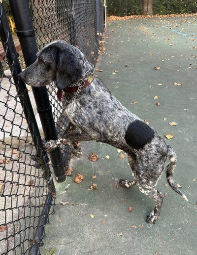Pepper, a Adoptable German Shorthaired Pointer in Laytonsville, MD image 2/2