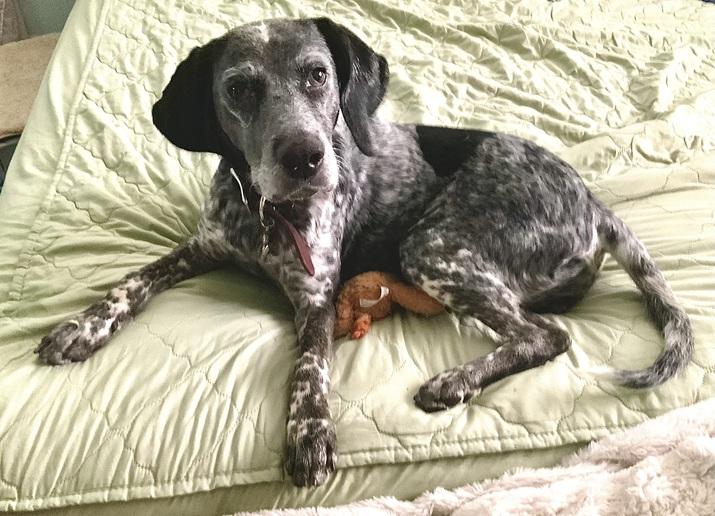 Pepper, a Adoptable German Shorthaired Pointer in Laytonsville, MD image 1/2