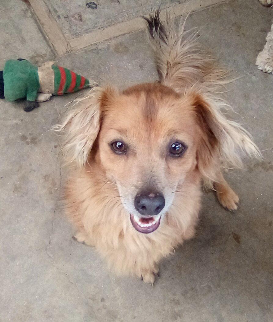 Enlarge Arlo- see Buddy for pure red male doxie, a Adoptable Dachshund in Apple Valley, CA image 1/3