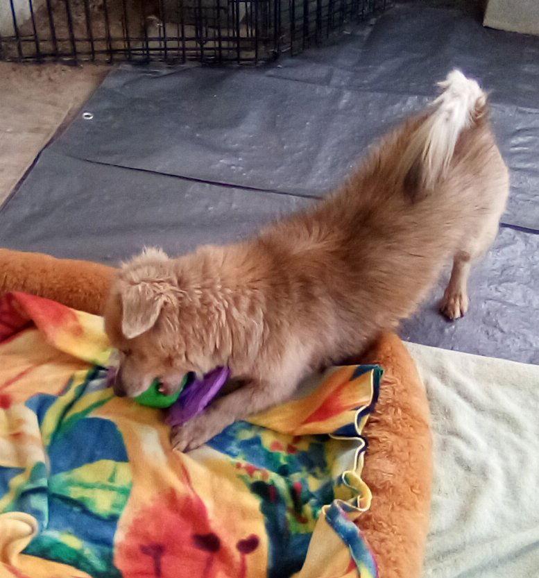 Enlarge Arlo- see Buddy for pure red male doxie, a Adoptable Dachshund in Apple Valley, CA image 3/3