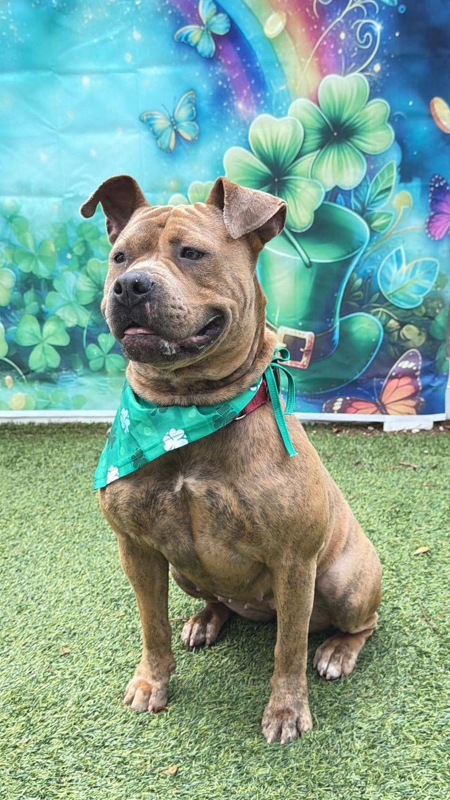 Enlarge Xena, a Adoptable Staffordshire Bull Terrier in Pompano Beach, FL image 1/3