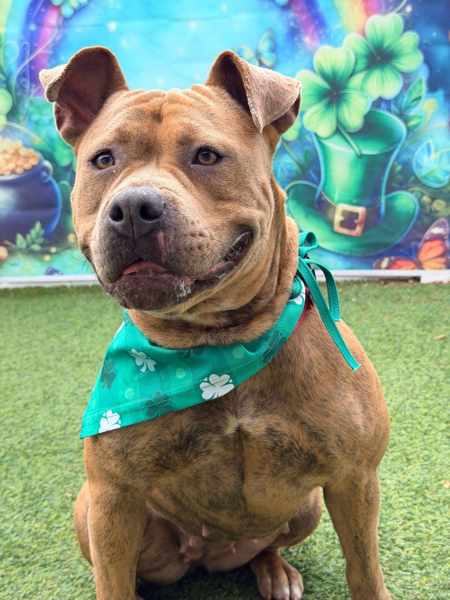 Enlarge Xena, a Adoptable Staffordshire Bull Terrier in Pompano Beach, FL image 2/3