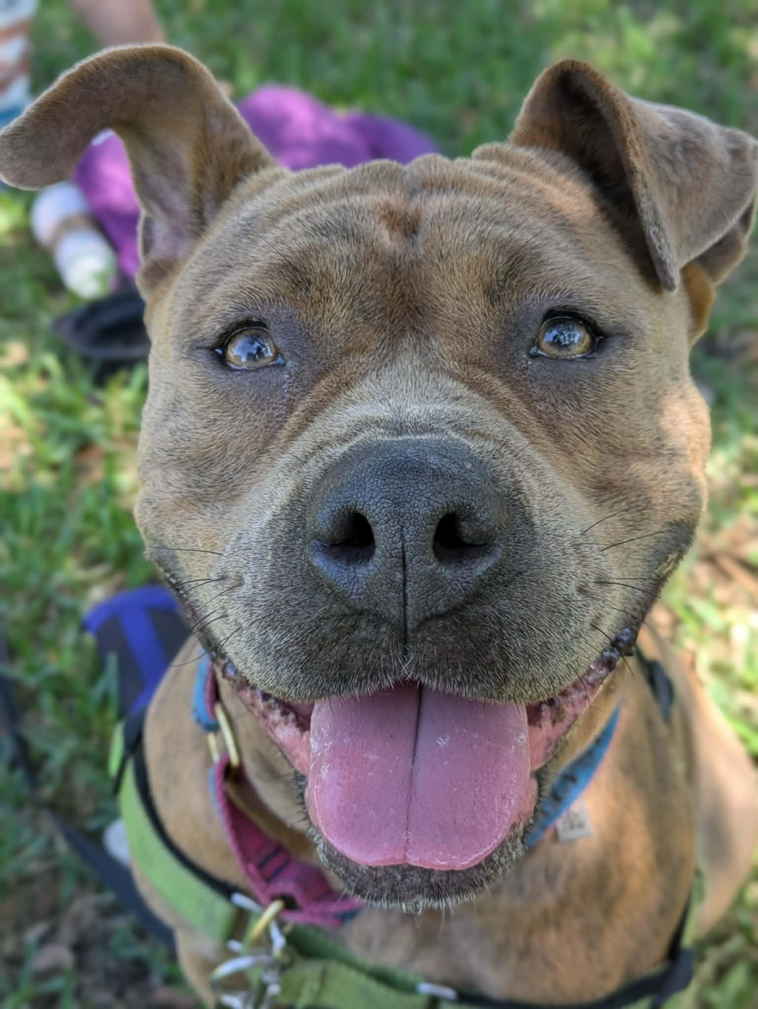 Xena, Adoptable, Young Female Staffordshire Bull Terrier.