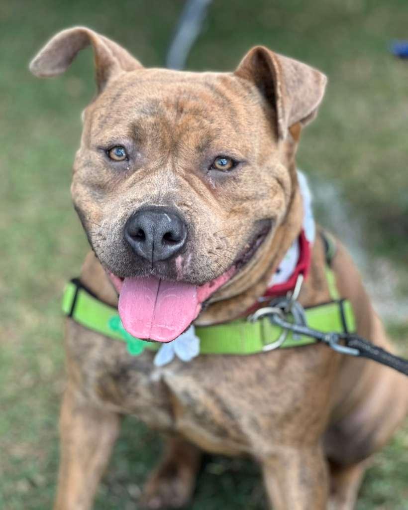 Xena, Adoptable, Young Female Staffordshire Bull Terrier.