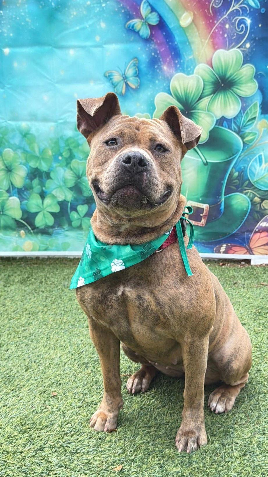 Enlarge Xena, a Adoptable Staffordshire Bull Terrier in Pompano Beach, FL image 3/3