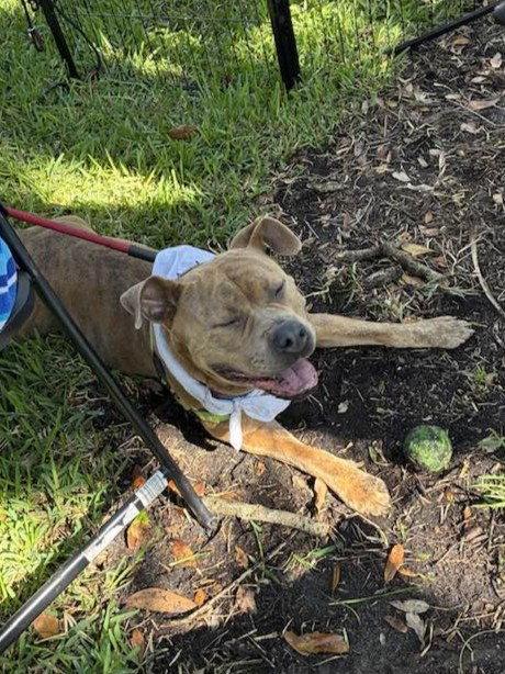 Xena, a Adoptable Staffordshire Bull Terrier in Pompano Beach, FL image 3/3