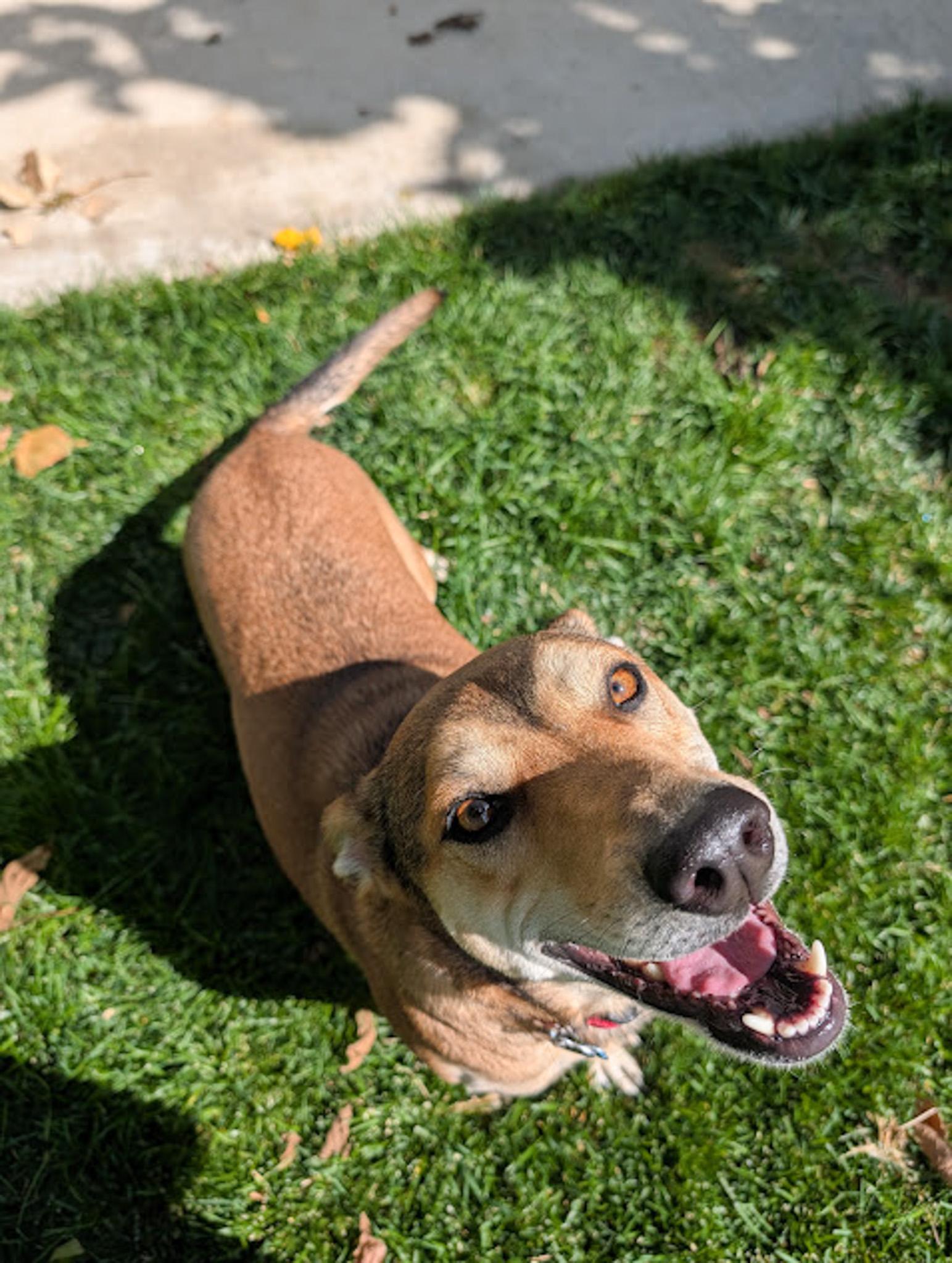 Casey, an adoptable Hound in Broomfield, CO, 80020 | Photo Image 4