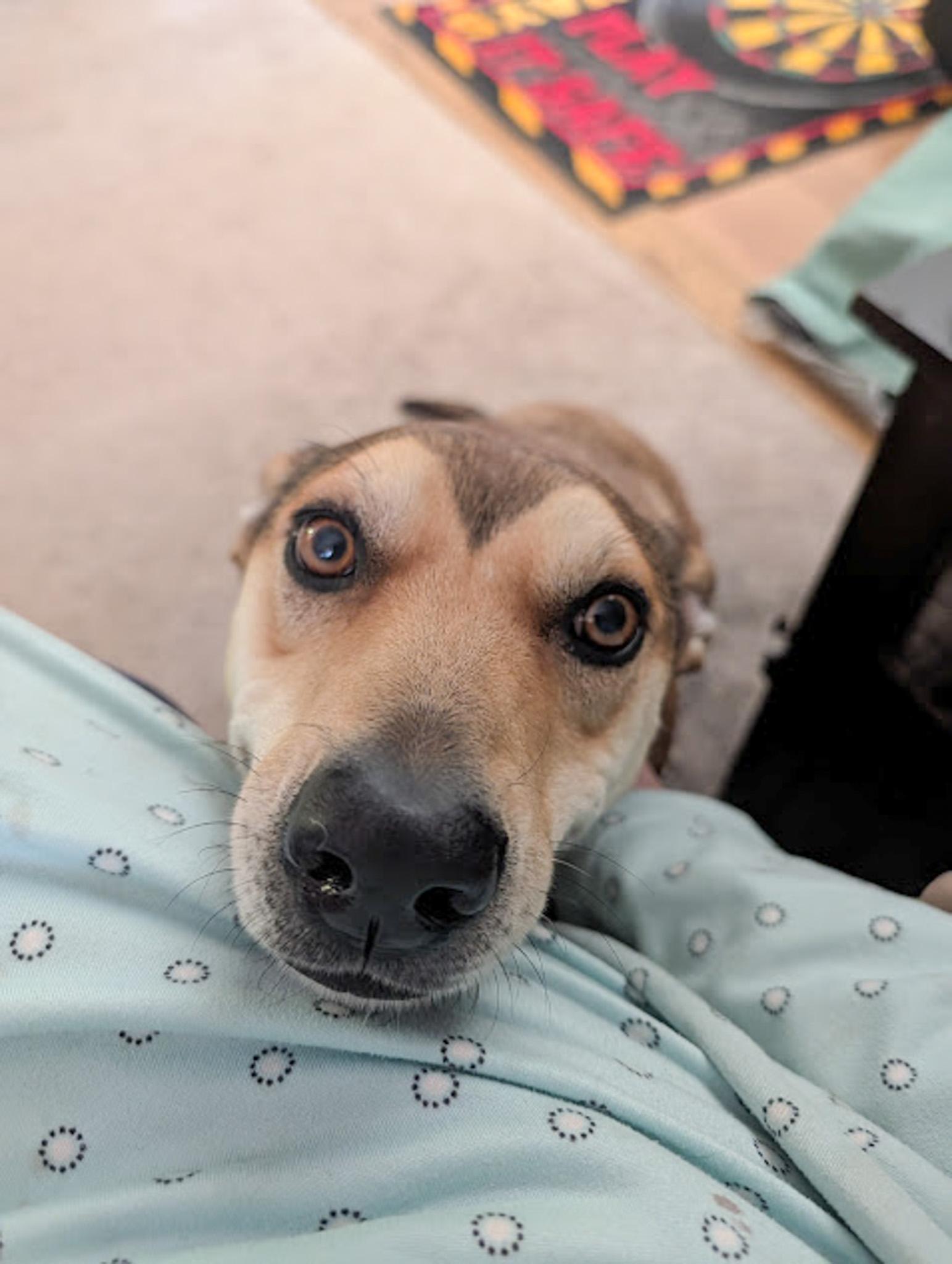 Casey, an adoptable Hound in Broomfield, CO, 80020 | Photo Image 1