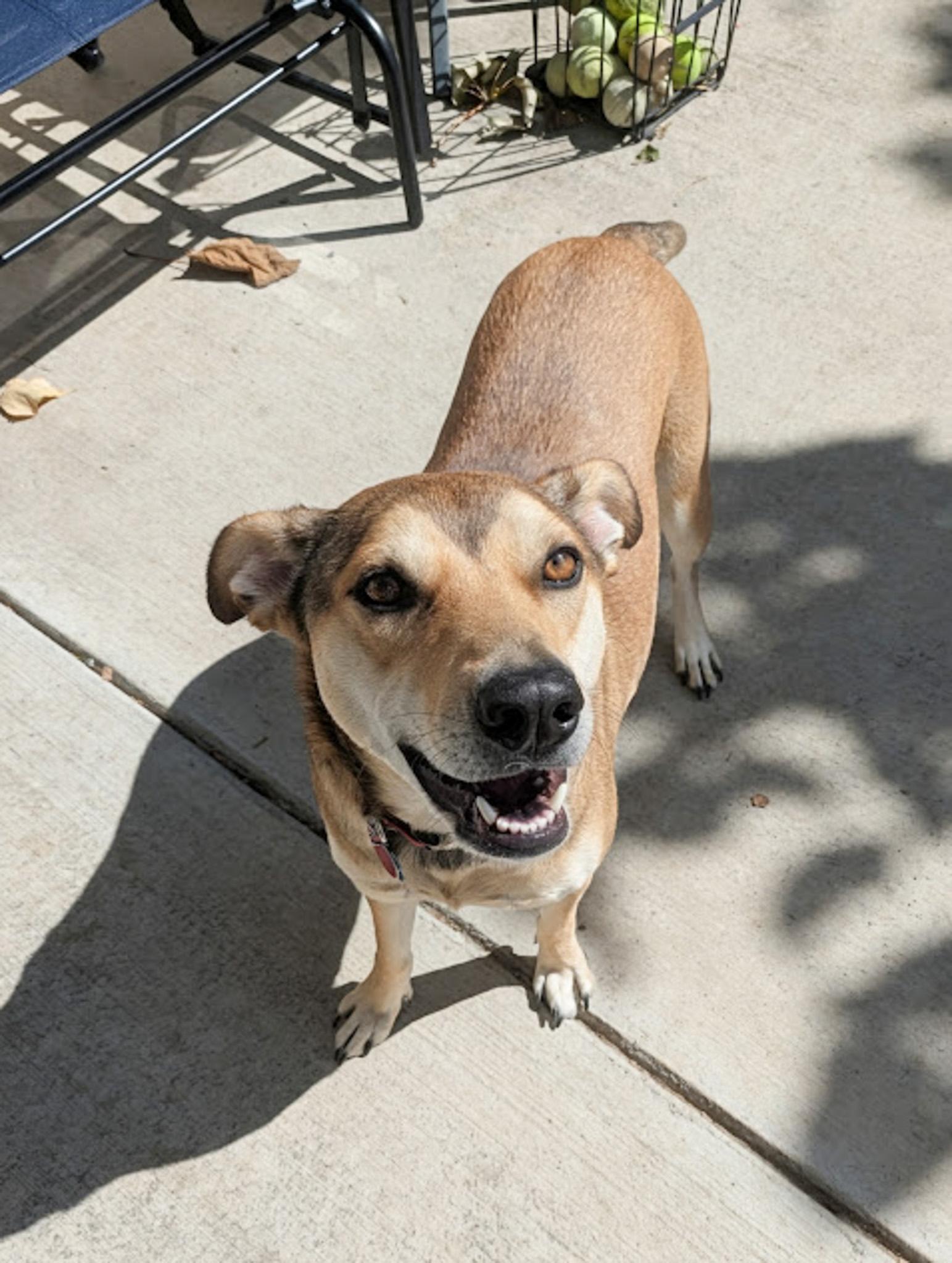 Casey, an adoptable Hound in Broomfield, CO, 80020 | Photo Image 5