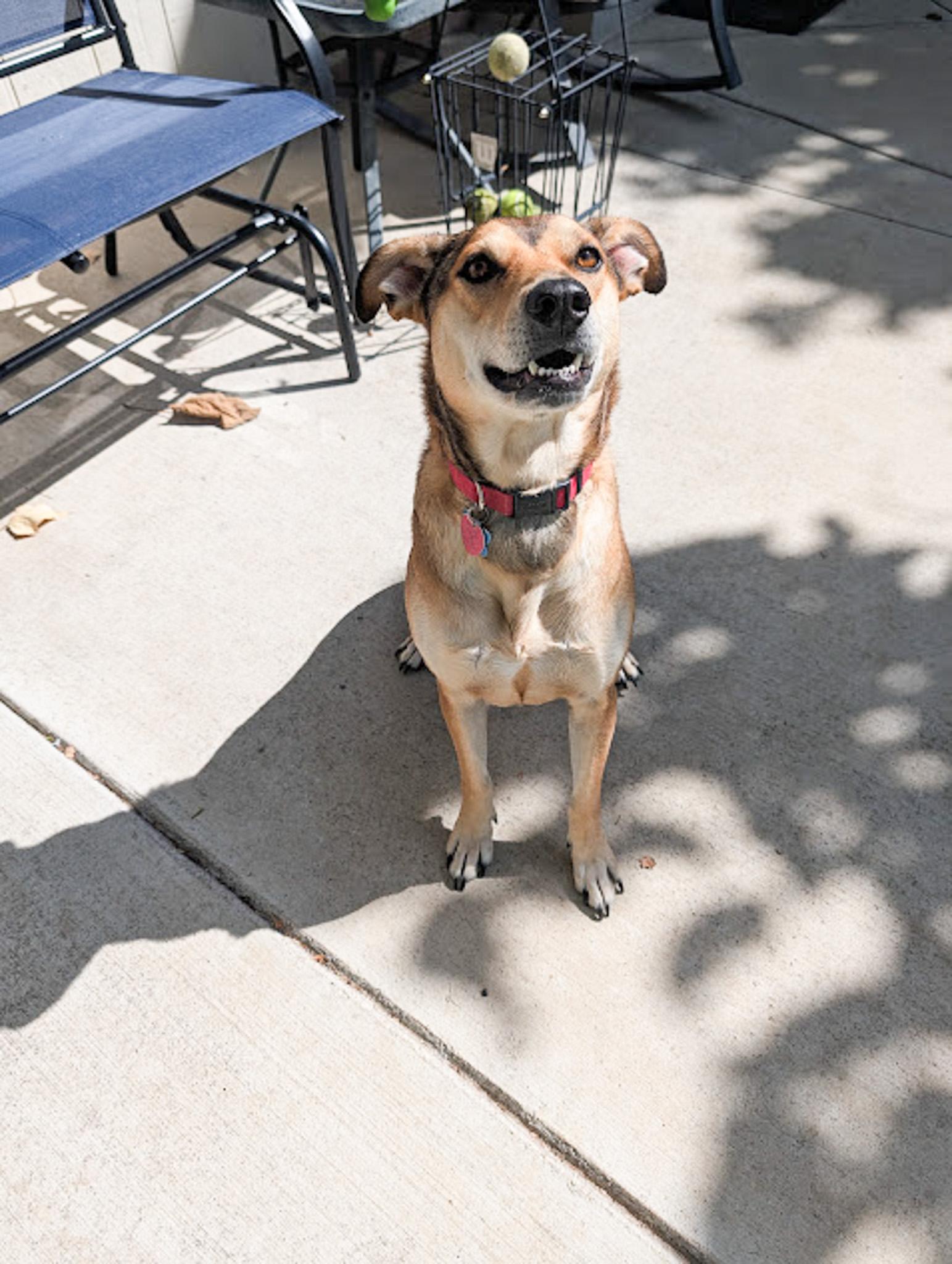 Casey, an adoptable Hound in Broomfield, CO, 80020 | Photo Image 2