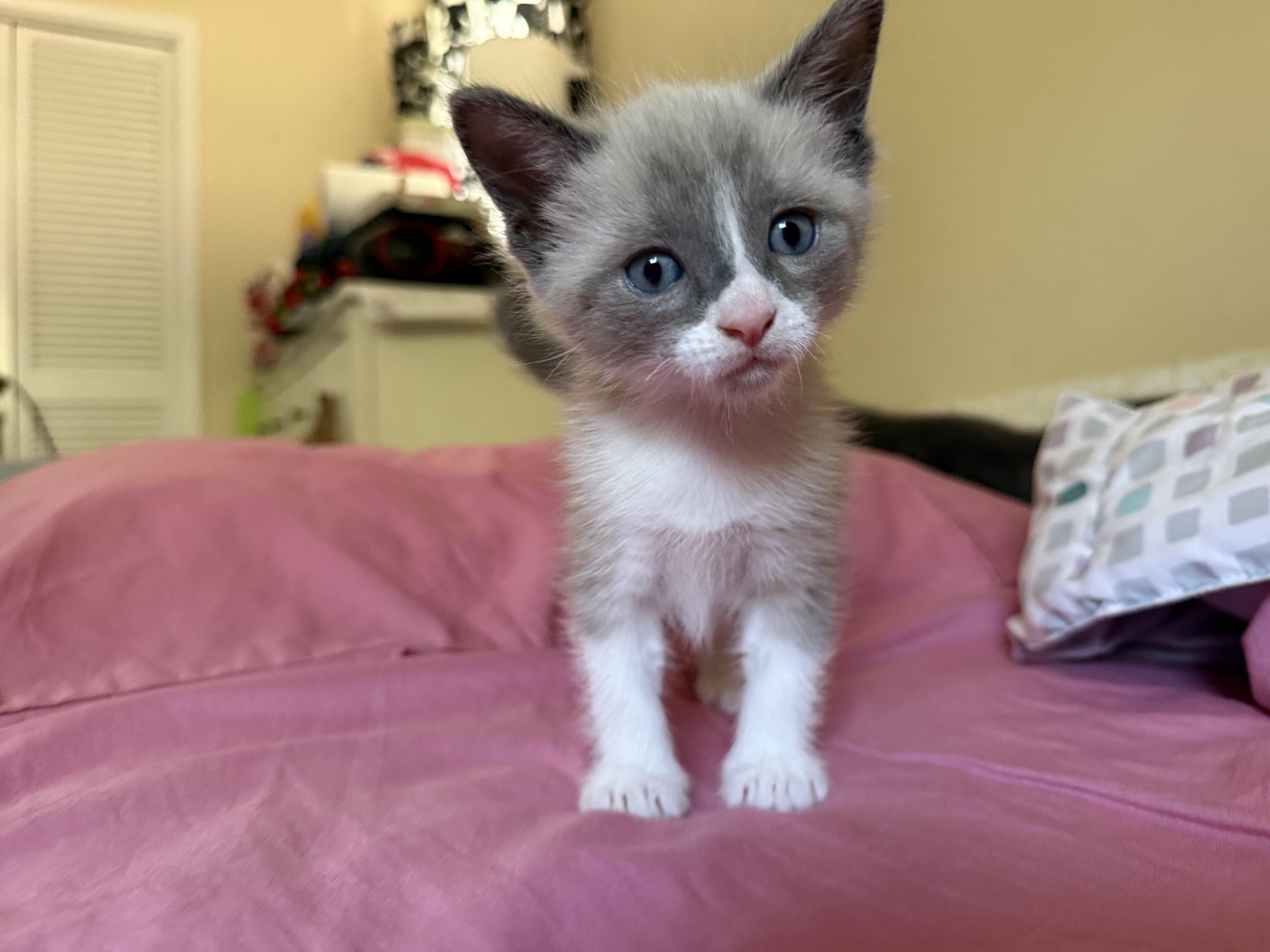 Otis (& Harley) PENDING ADOPTION, ADOPTABLE, Kitten Male Russian Blue & Siamese.