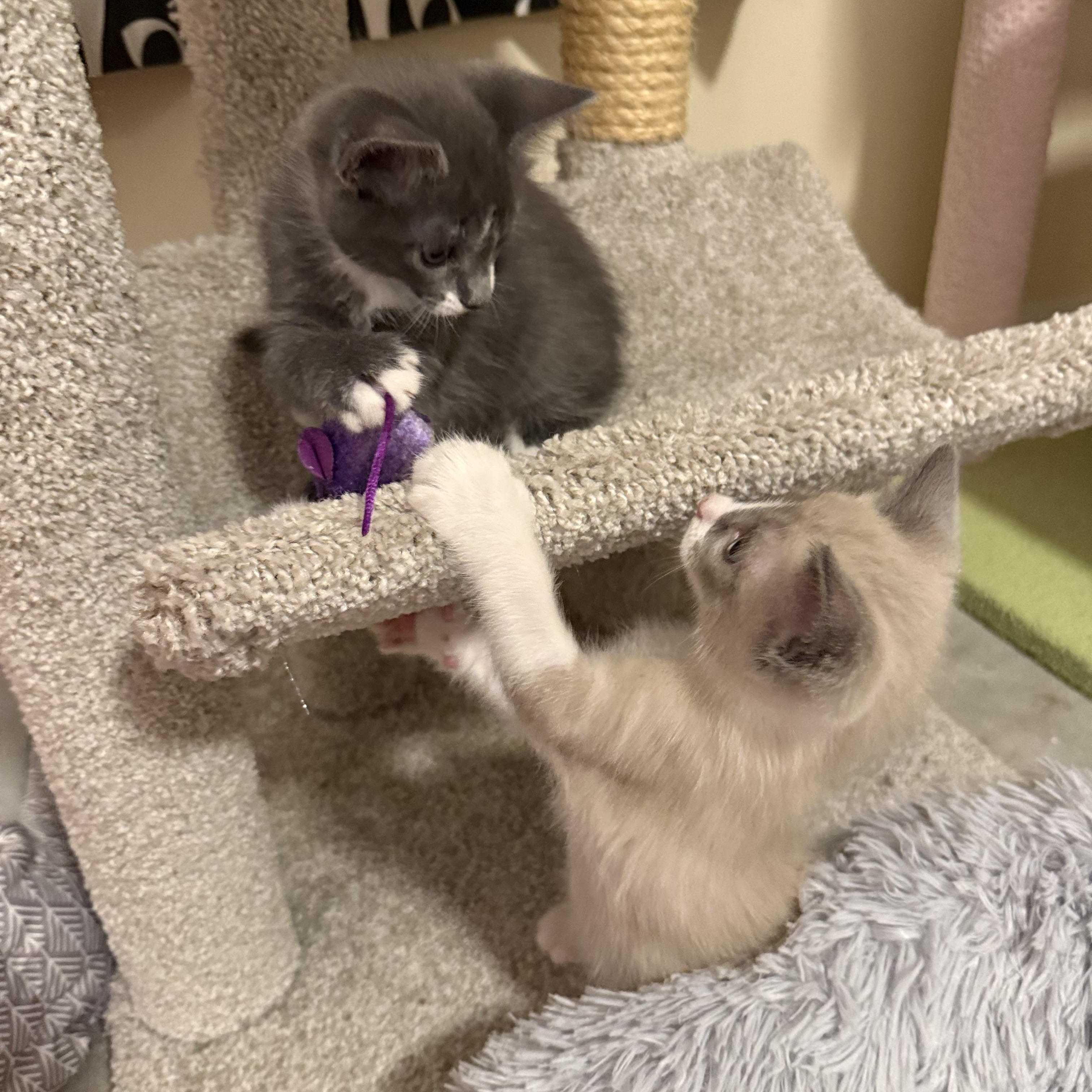 Otis (& Harley) PENDING ADOPTION, a ADOPTABLE mixed breed in Wimauma, FL image 2/6