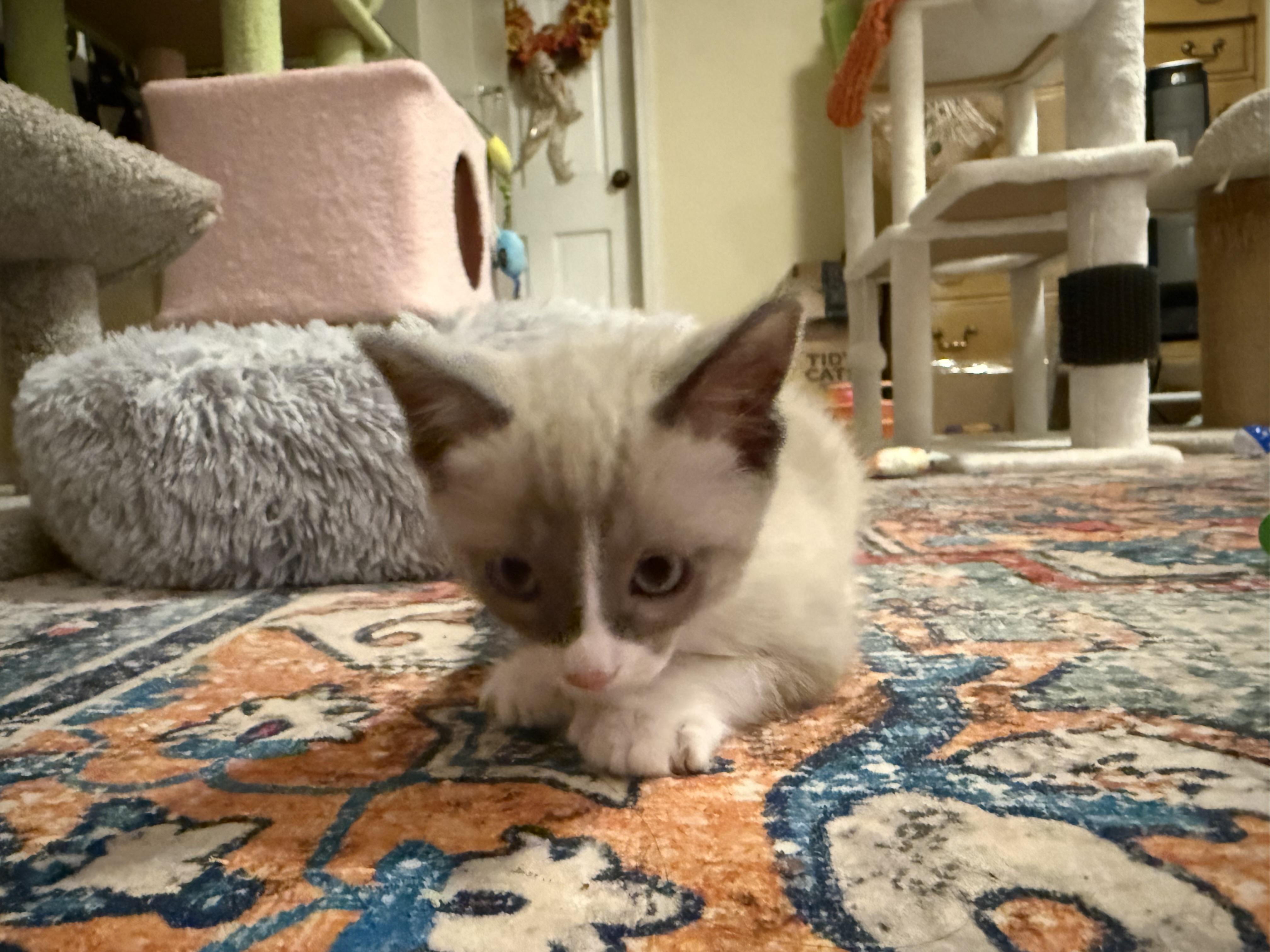 Otis (& Harley) PENDING ADOPTION, a ADOPTABLE mixed breed in Wimauma, FL image 4/6