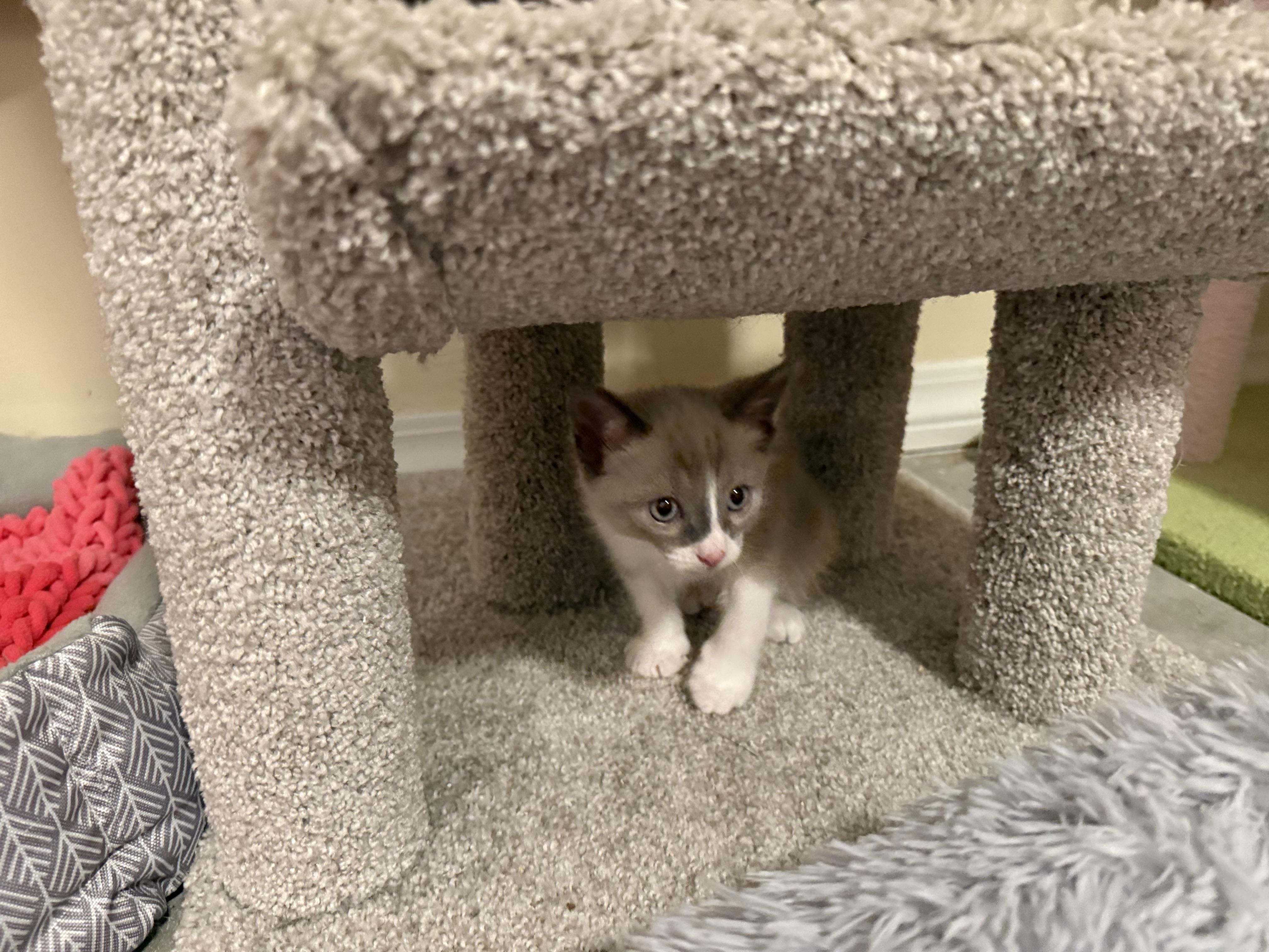 Otis (& Harley) PENDING ADOPTION, a ADOPTABLE mixed breed in Wimauma, FL image 3/6