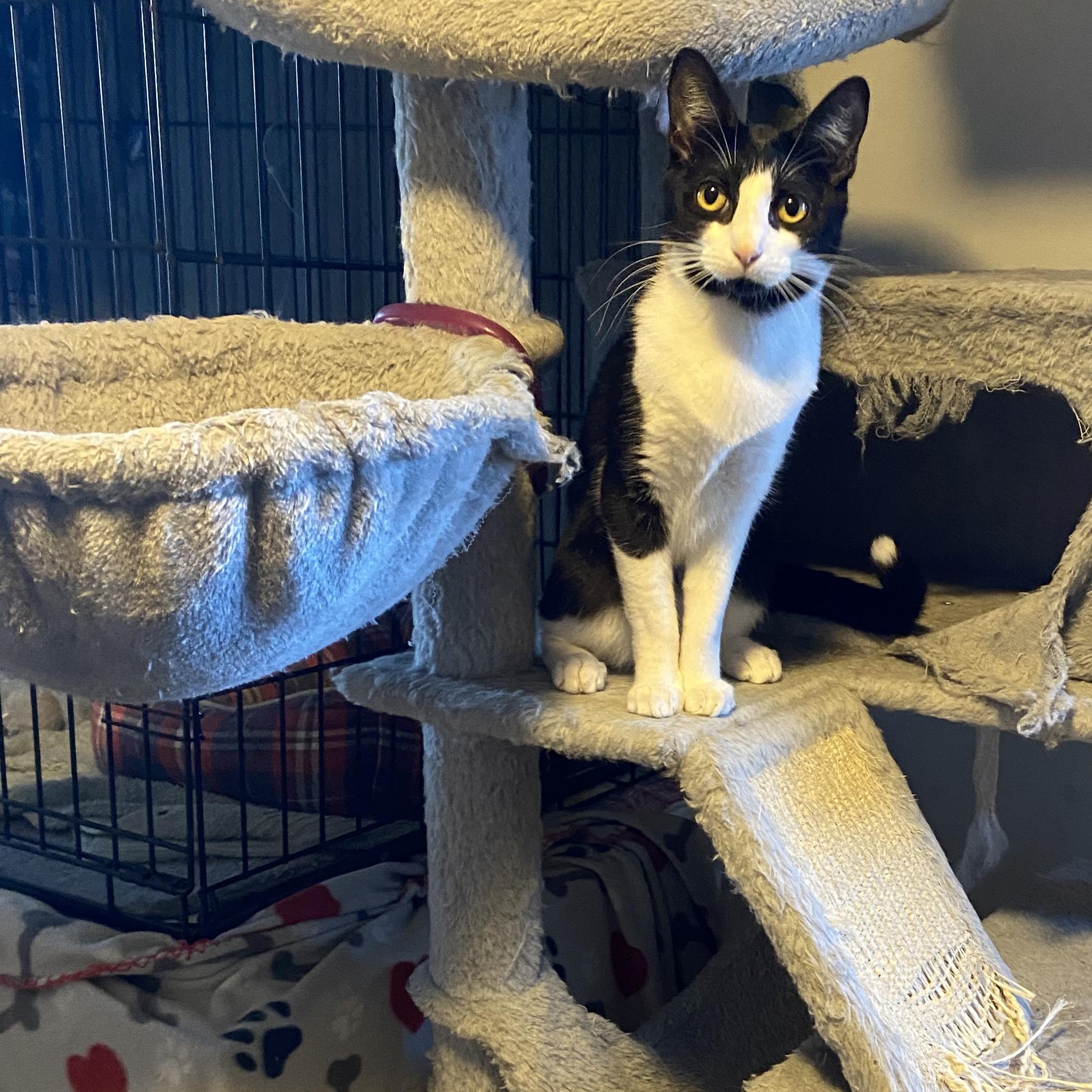 Enlarge Uno, a Adoptable Domestic Short Hair in Royal Oak, MI image 1/2